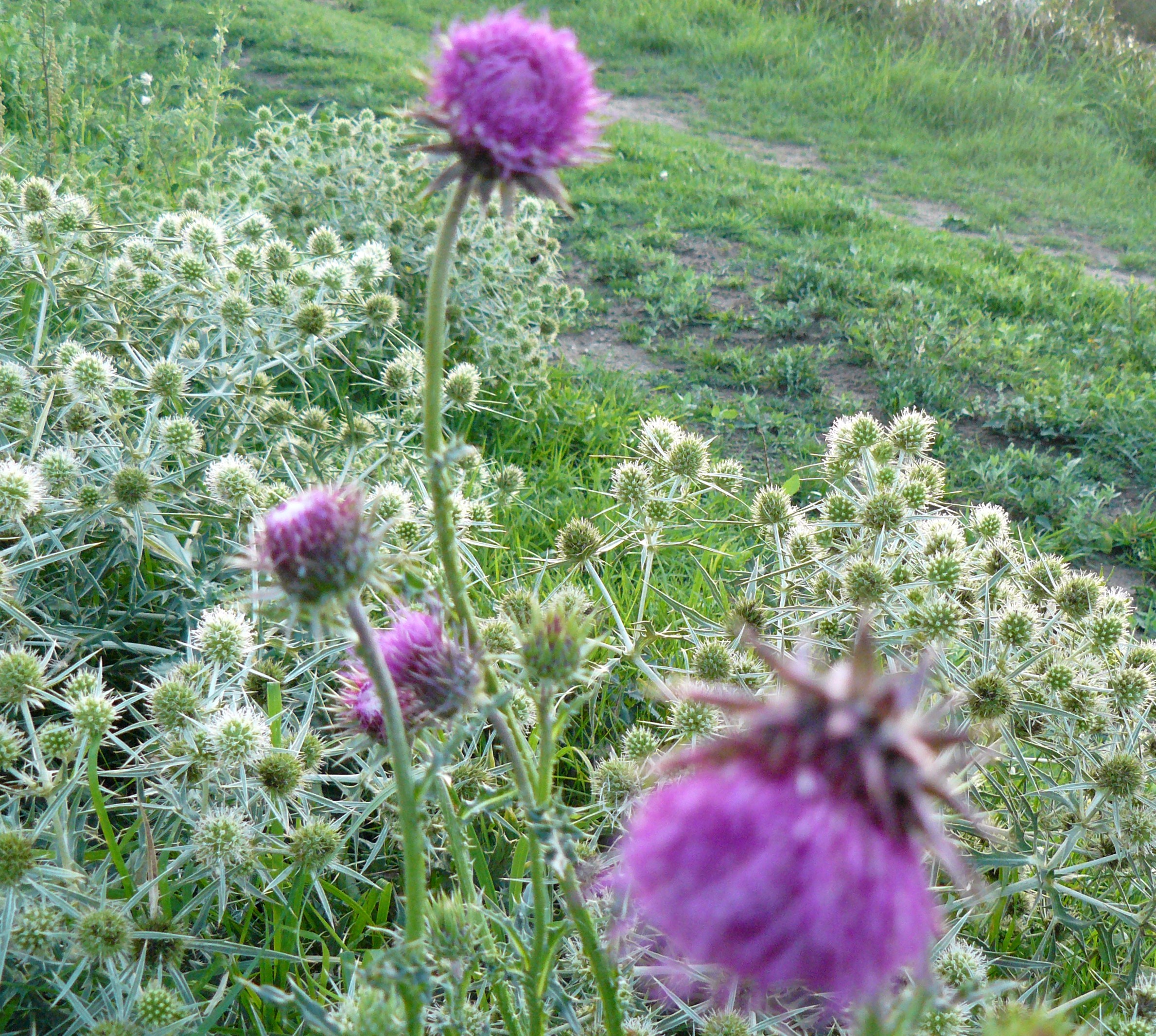 distel