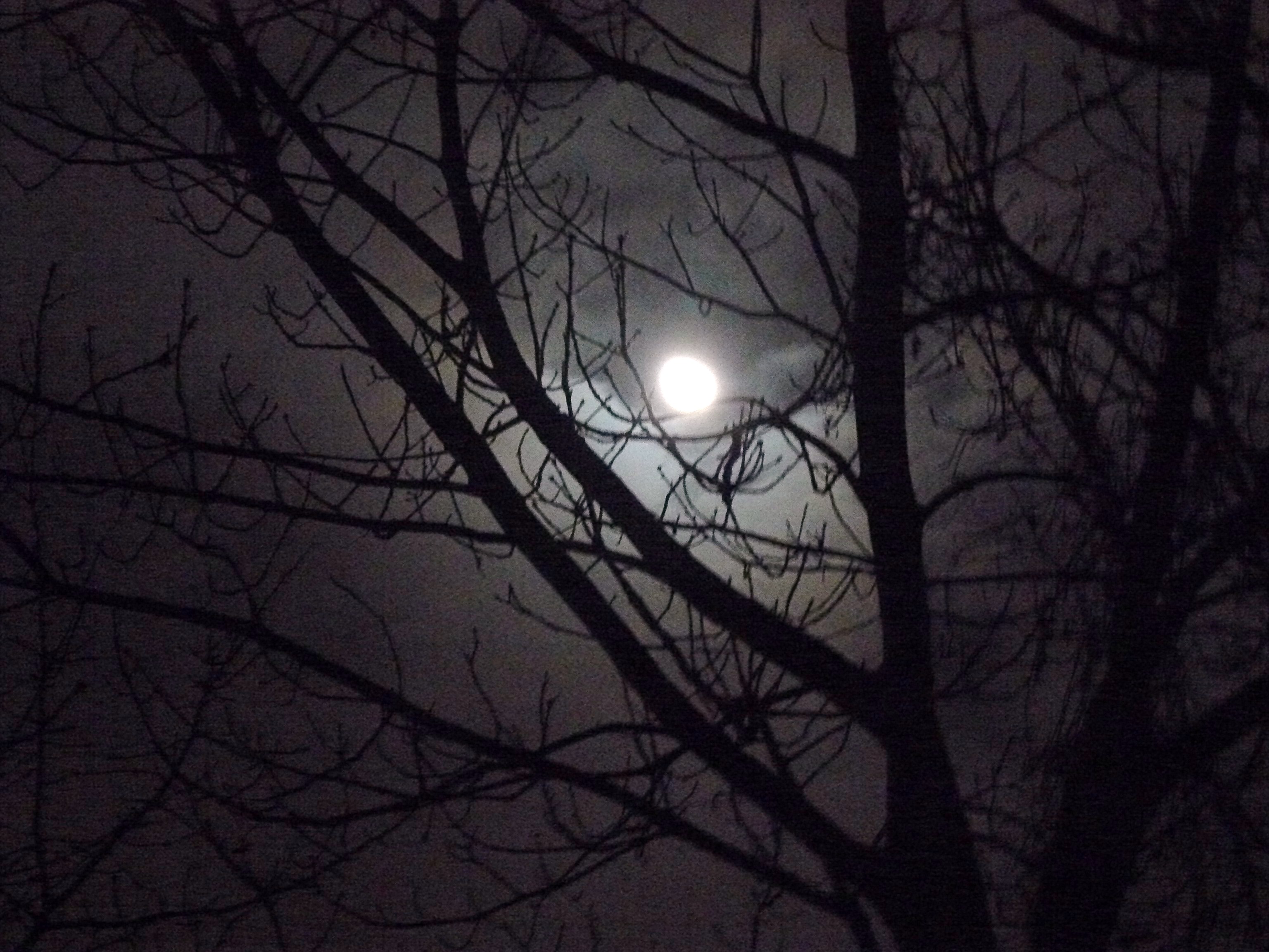 maan schijnt door bomen