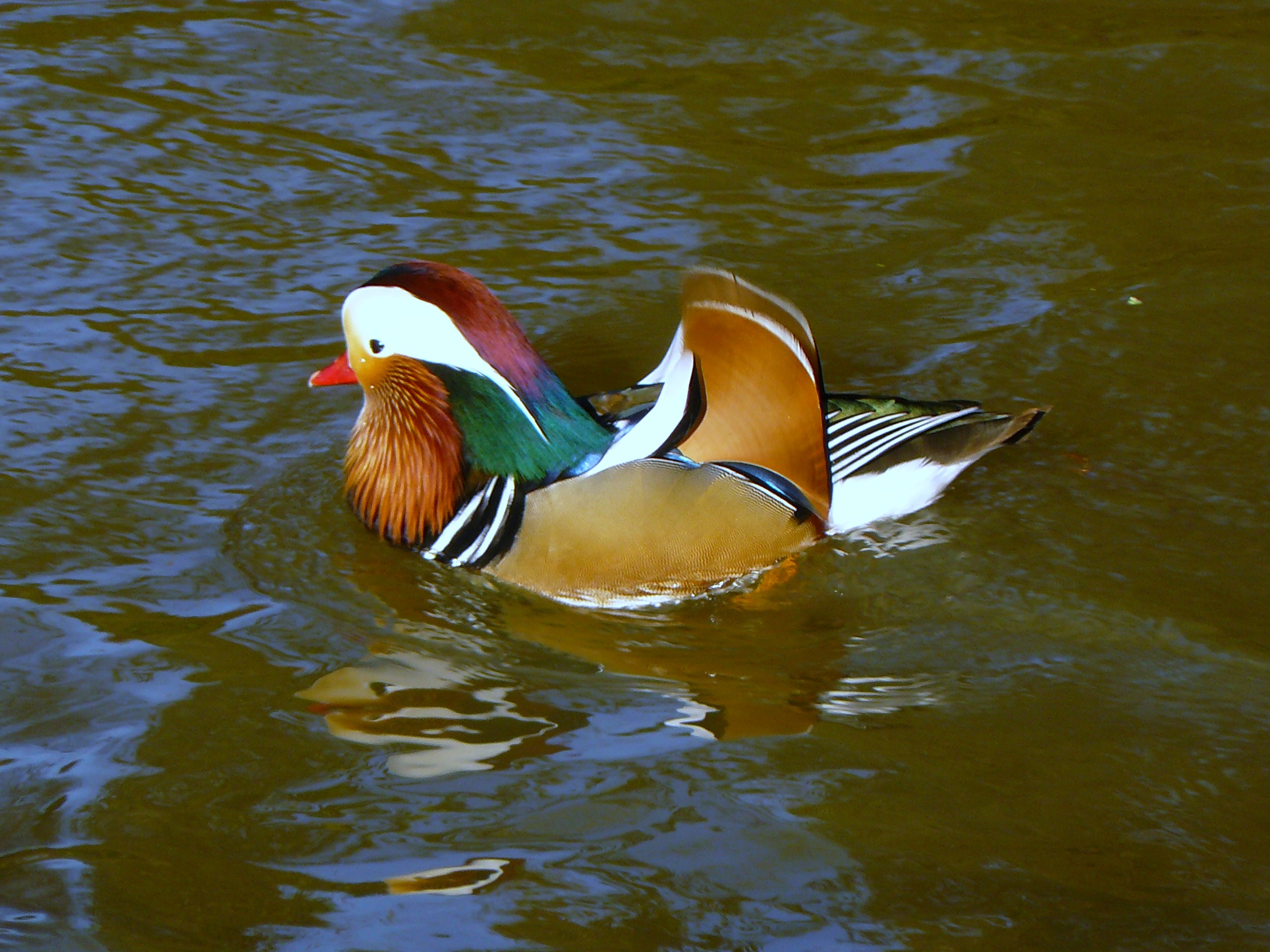 ik ben er nog steeds