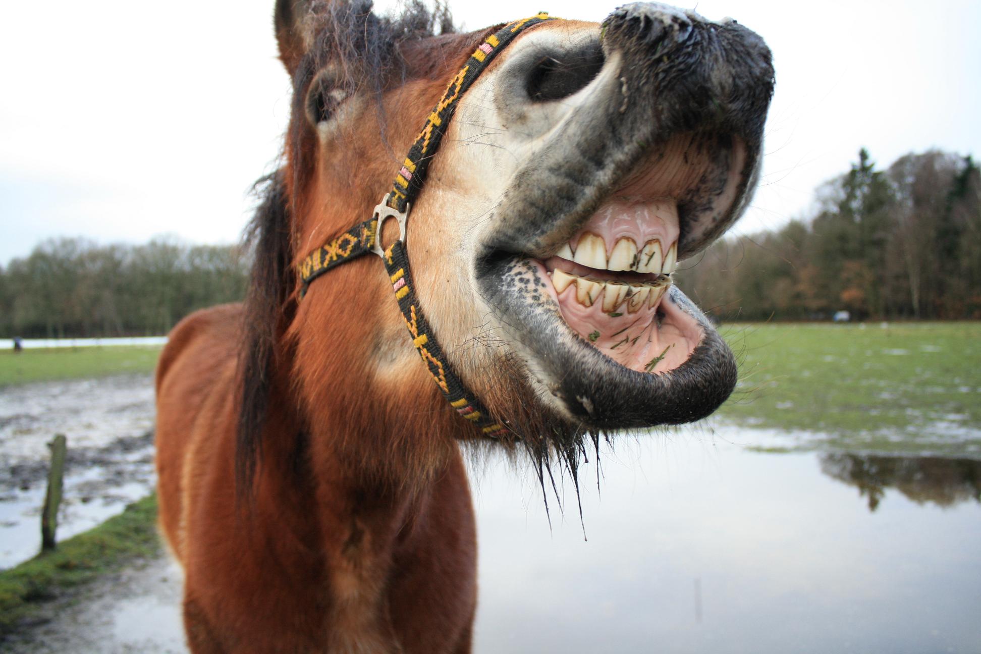 say cheese