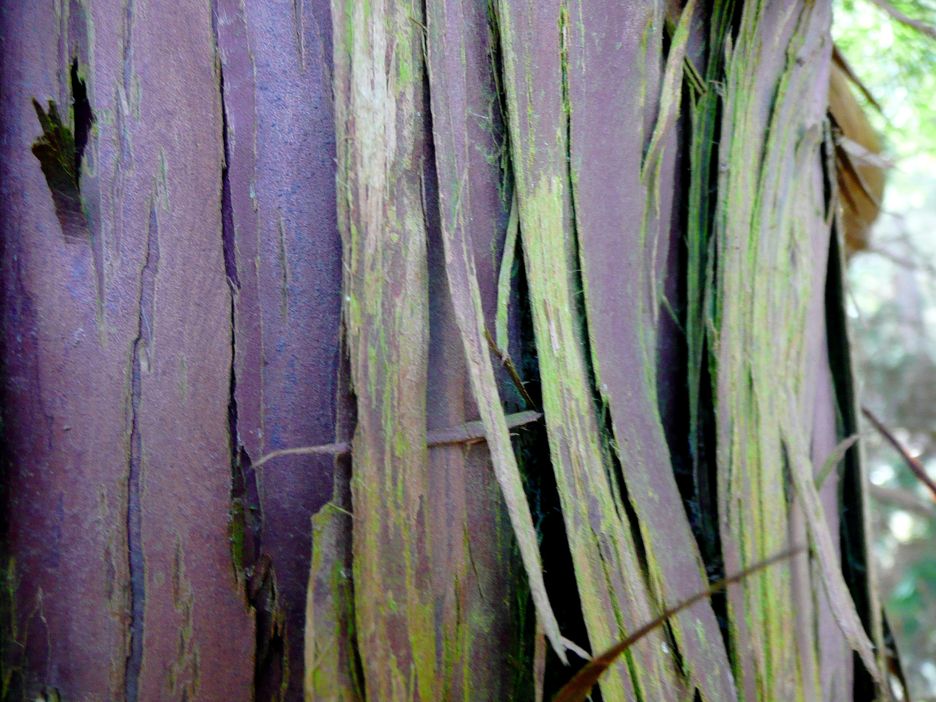 natuurlijke beweging