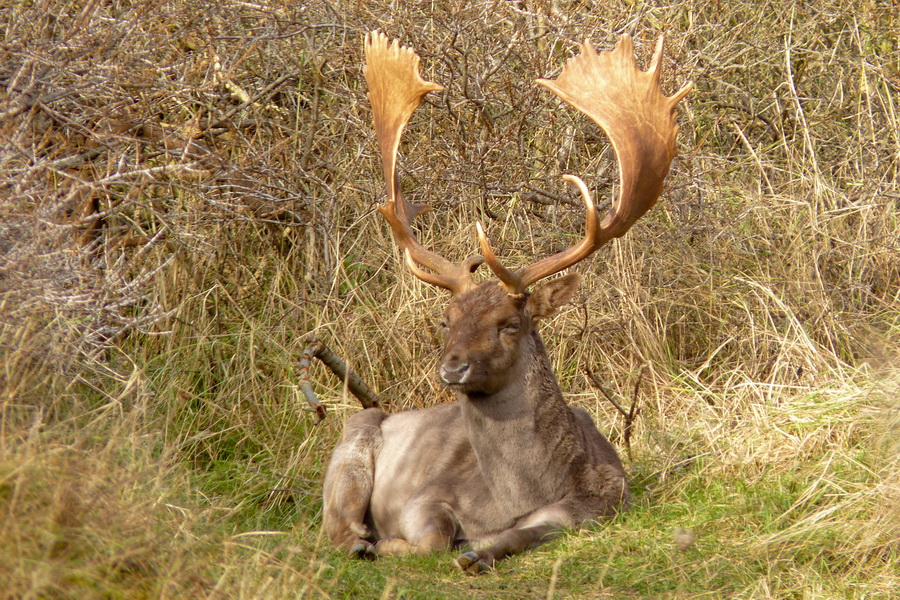 Damhert in de duinen bij Zandvoort