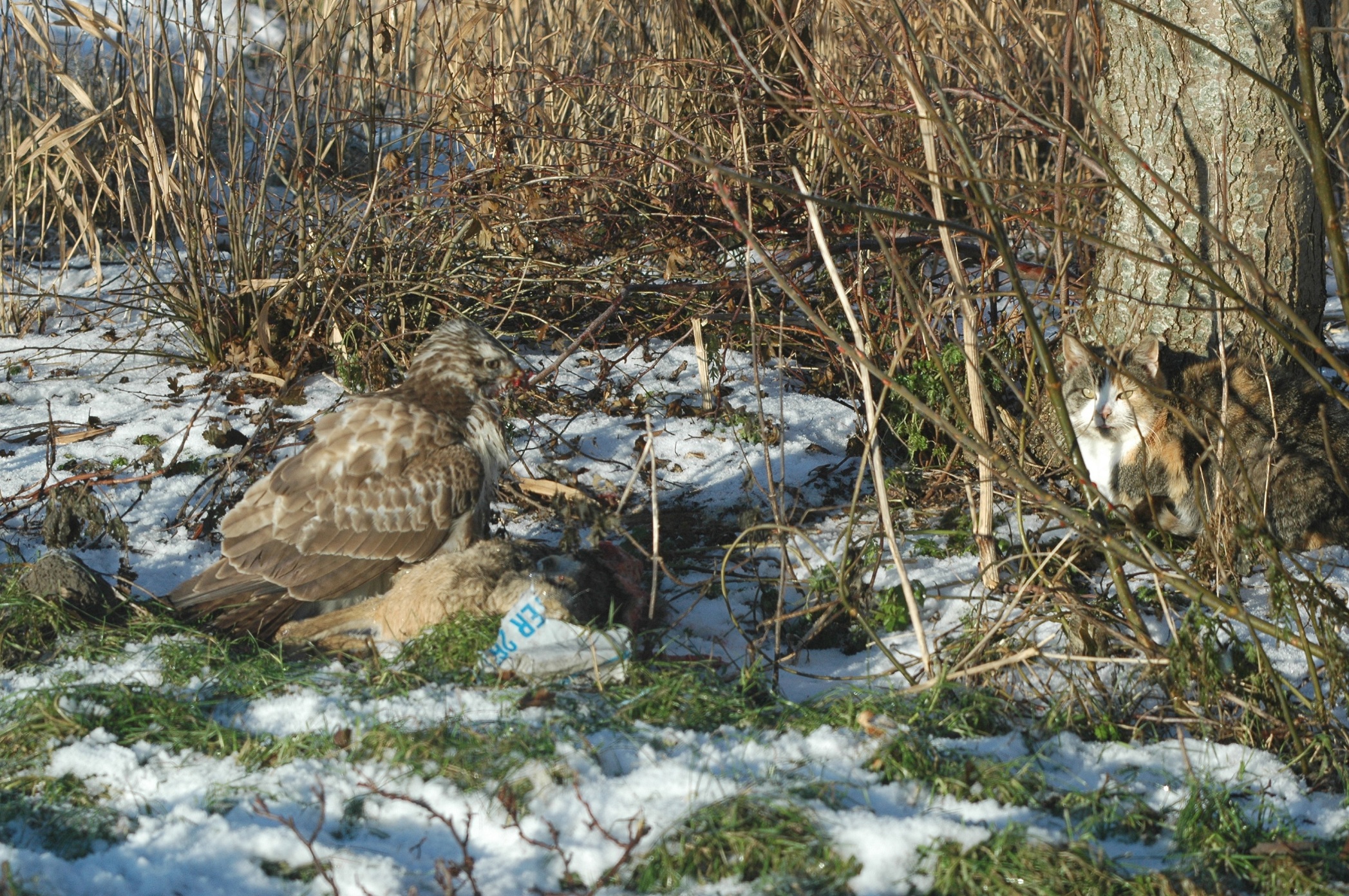 Buizerd en poes eten samen van de haas.