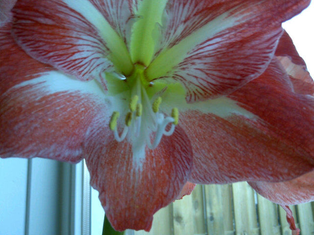 Bloem@thuis gemaakt #blackberryphone