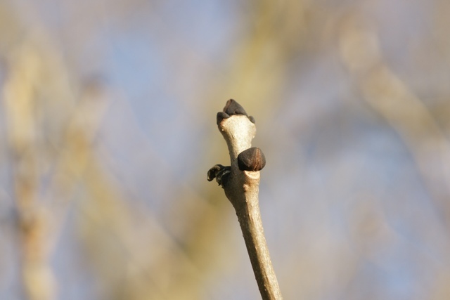 Het lijkt wel een soort hoef