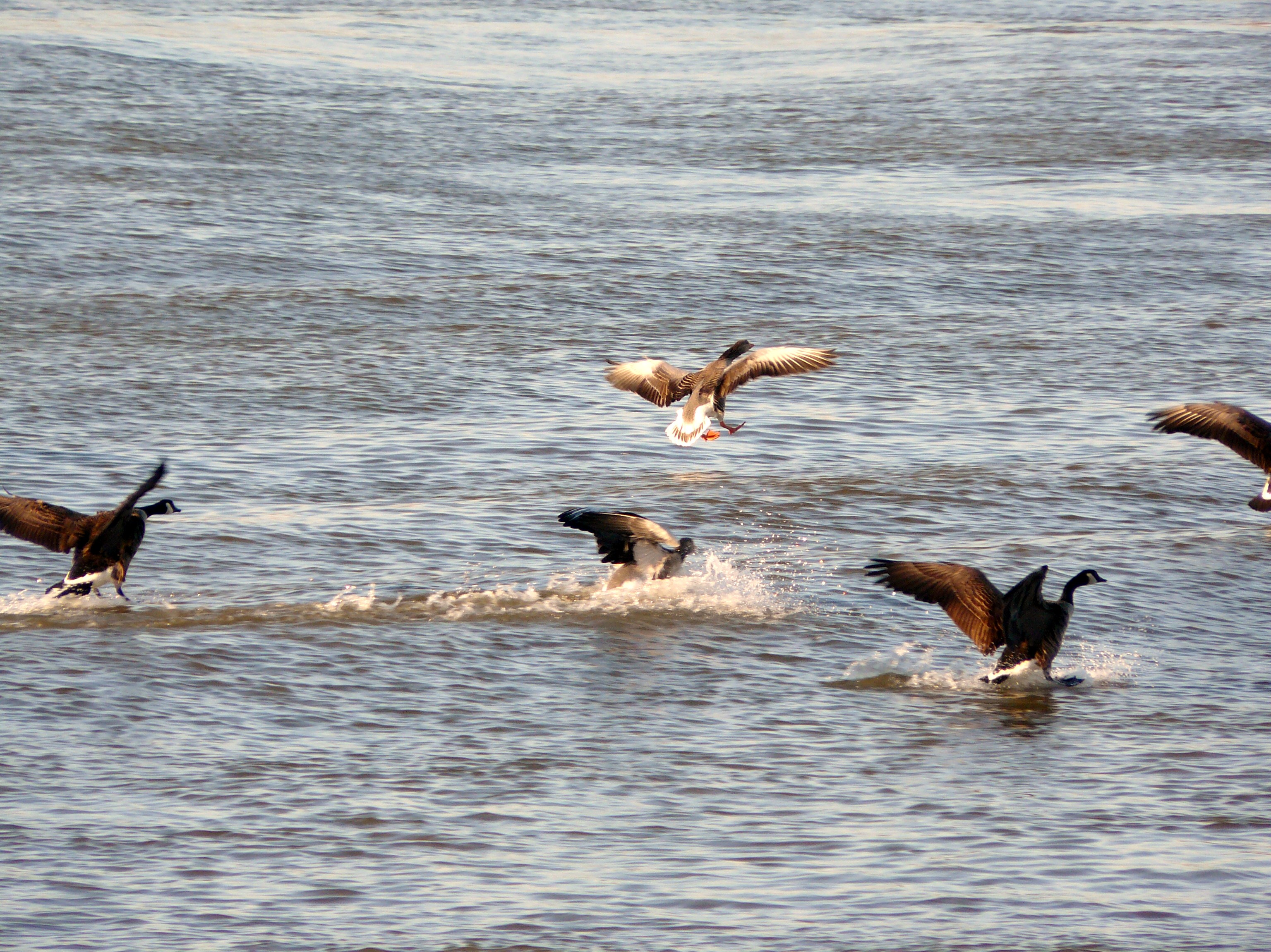 ganzen landen op water, beweging