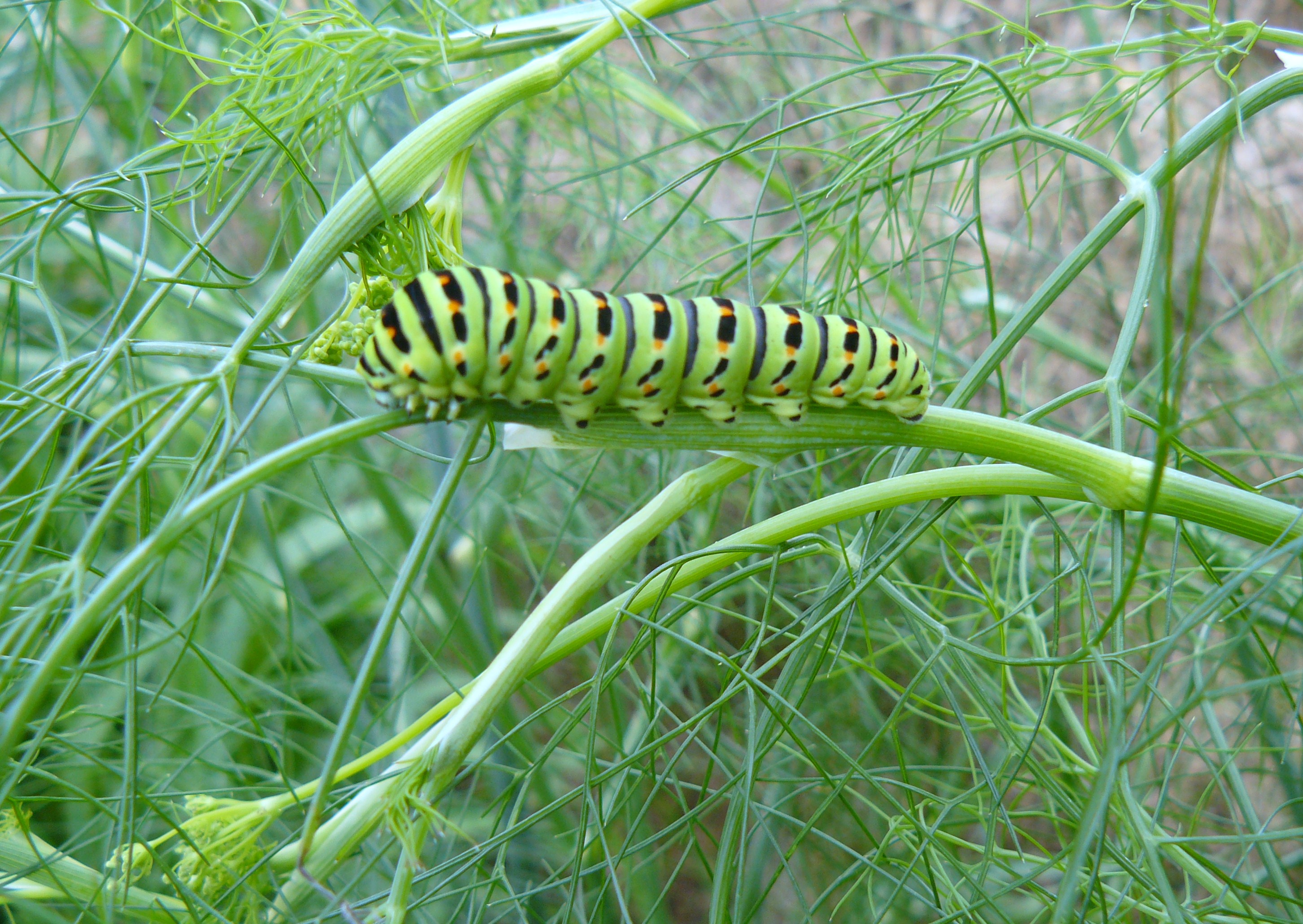 wat ga ik worden??? 4