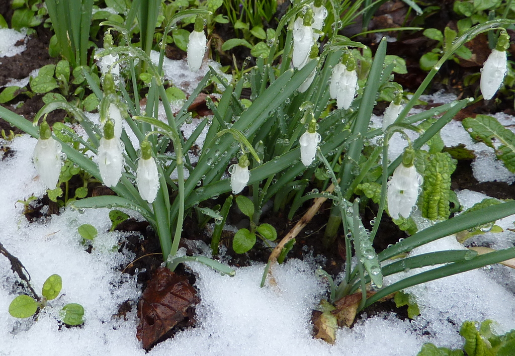 sneeuwklokjes