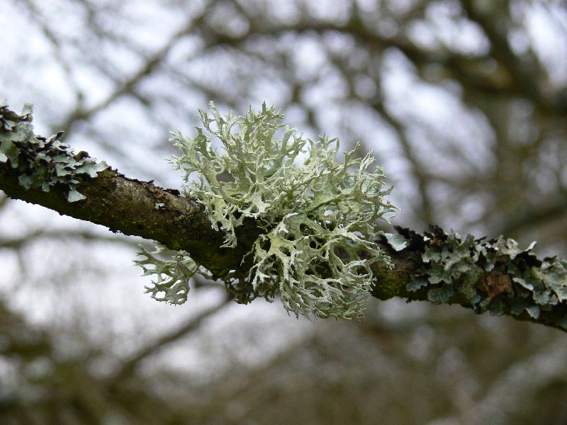 Begroeiing op een tak.