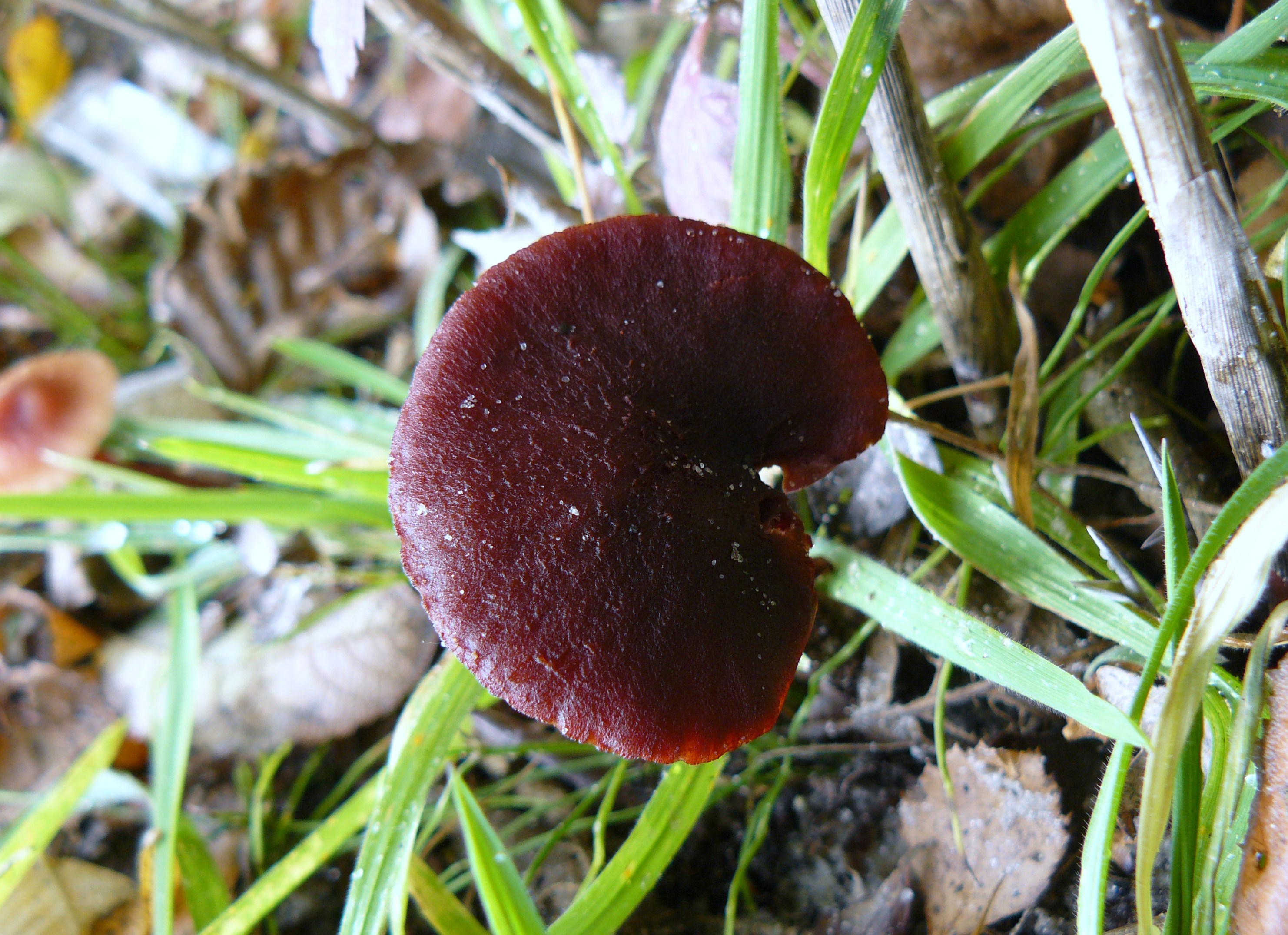 ongekende mooie kleur 3