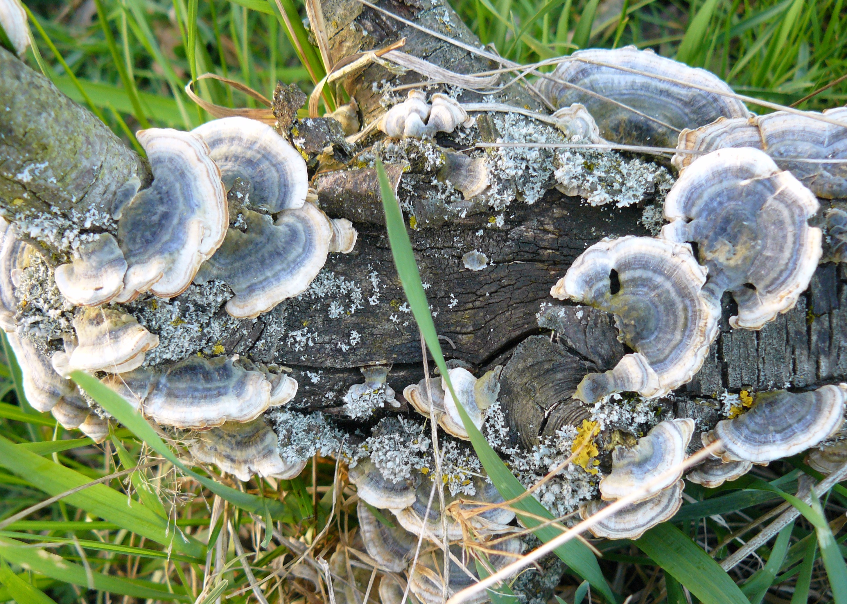 stam met blauw achtige zwammen