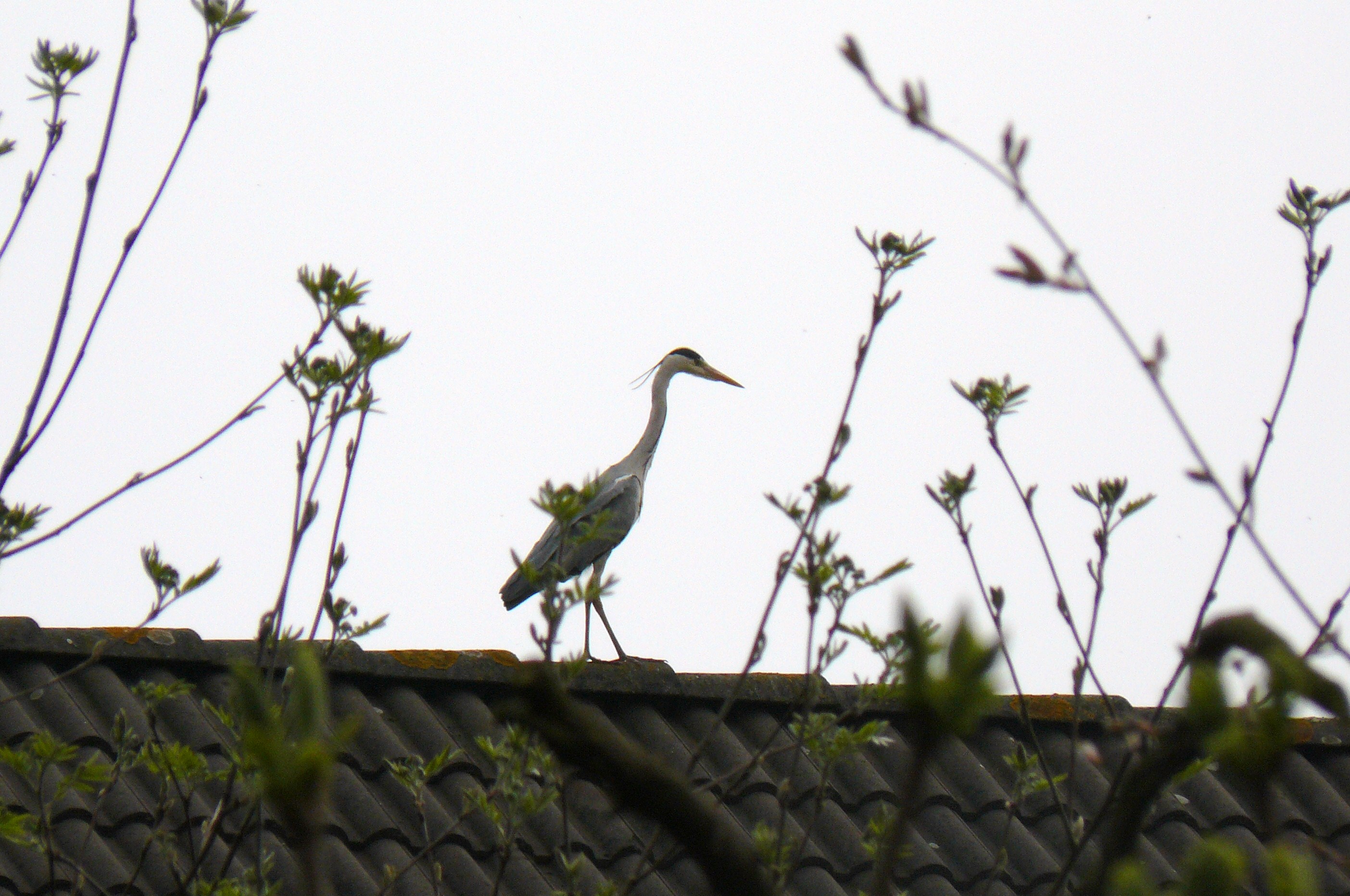 reiger op t dak