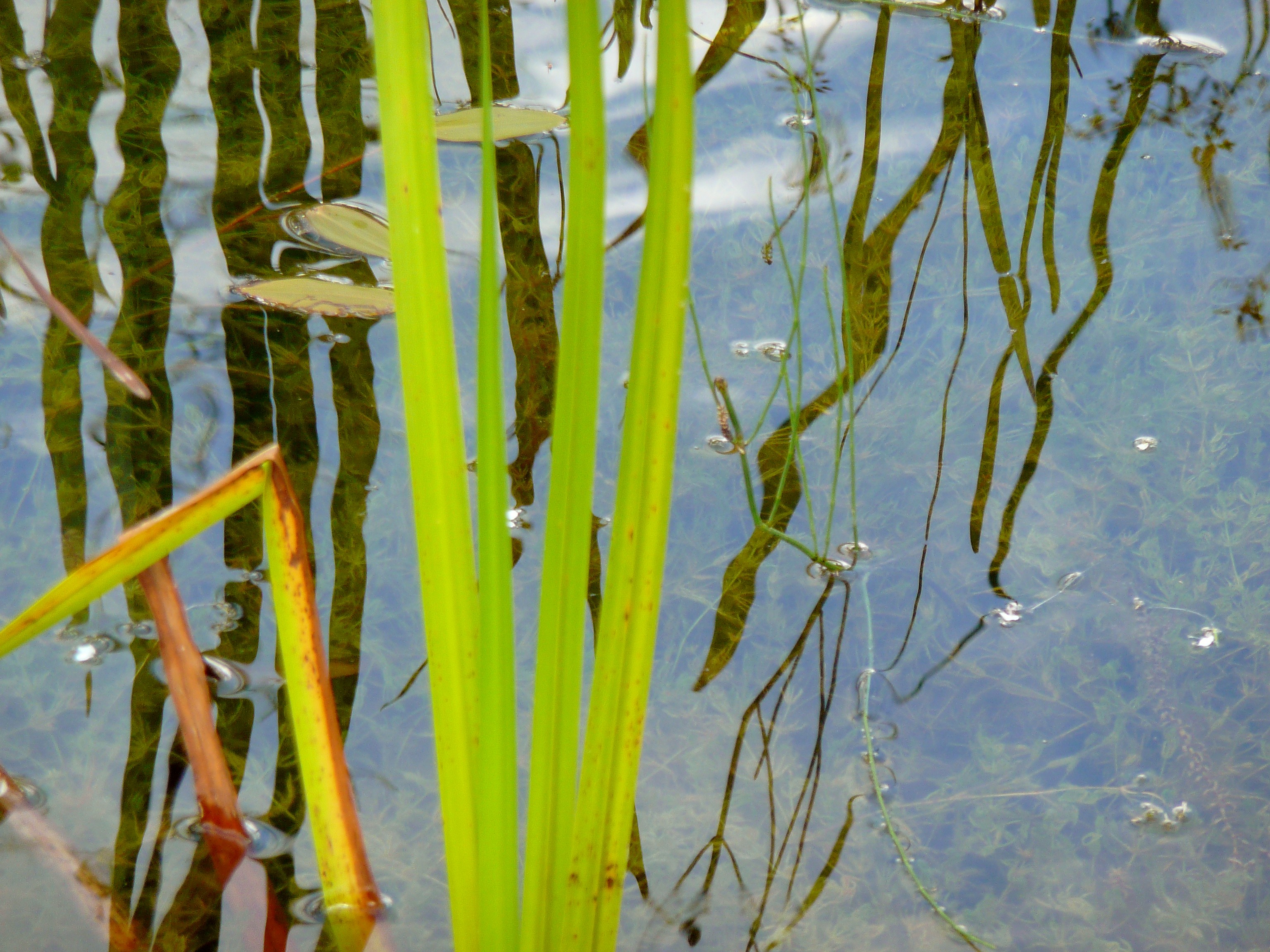 riet in kabbelend water