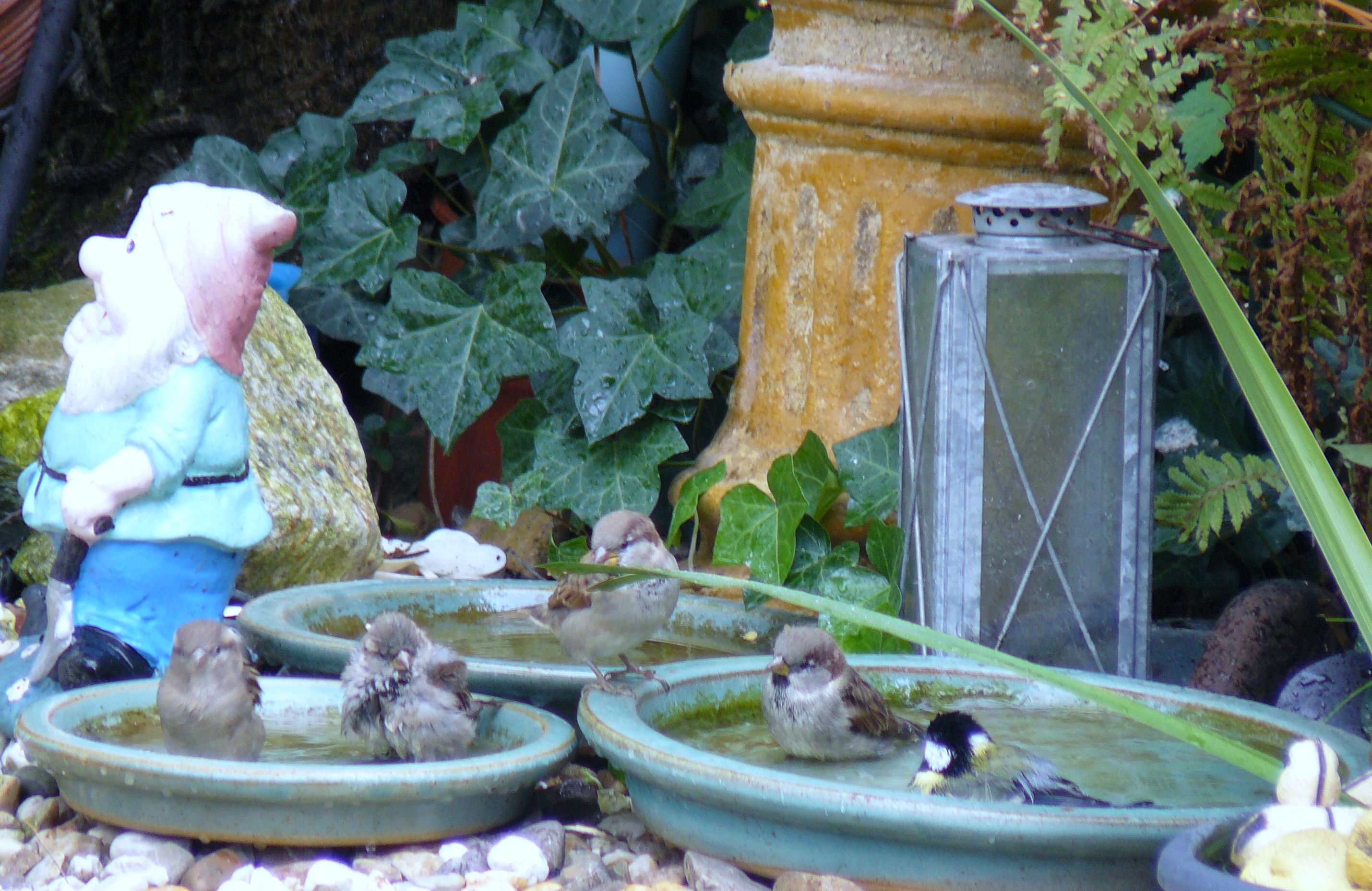 mussen en koolmees in bad