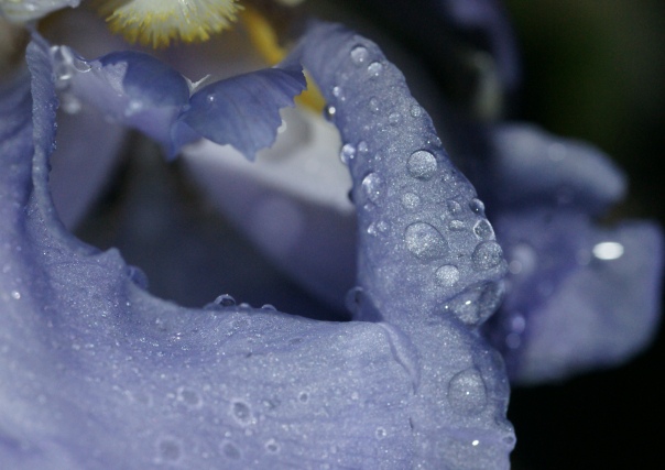 Spel der regendruppels