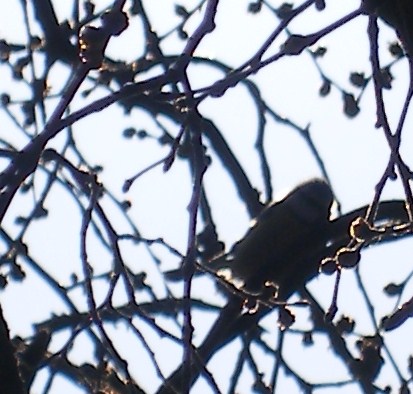 vogeltje in boom