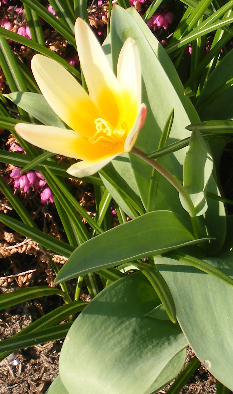 mooie bloem