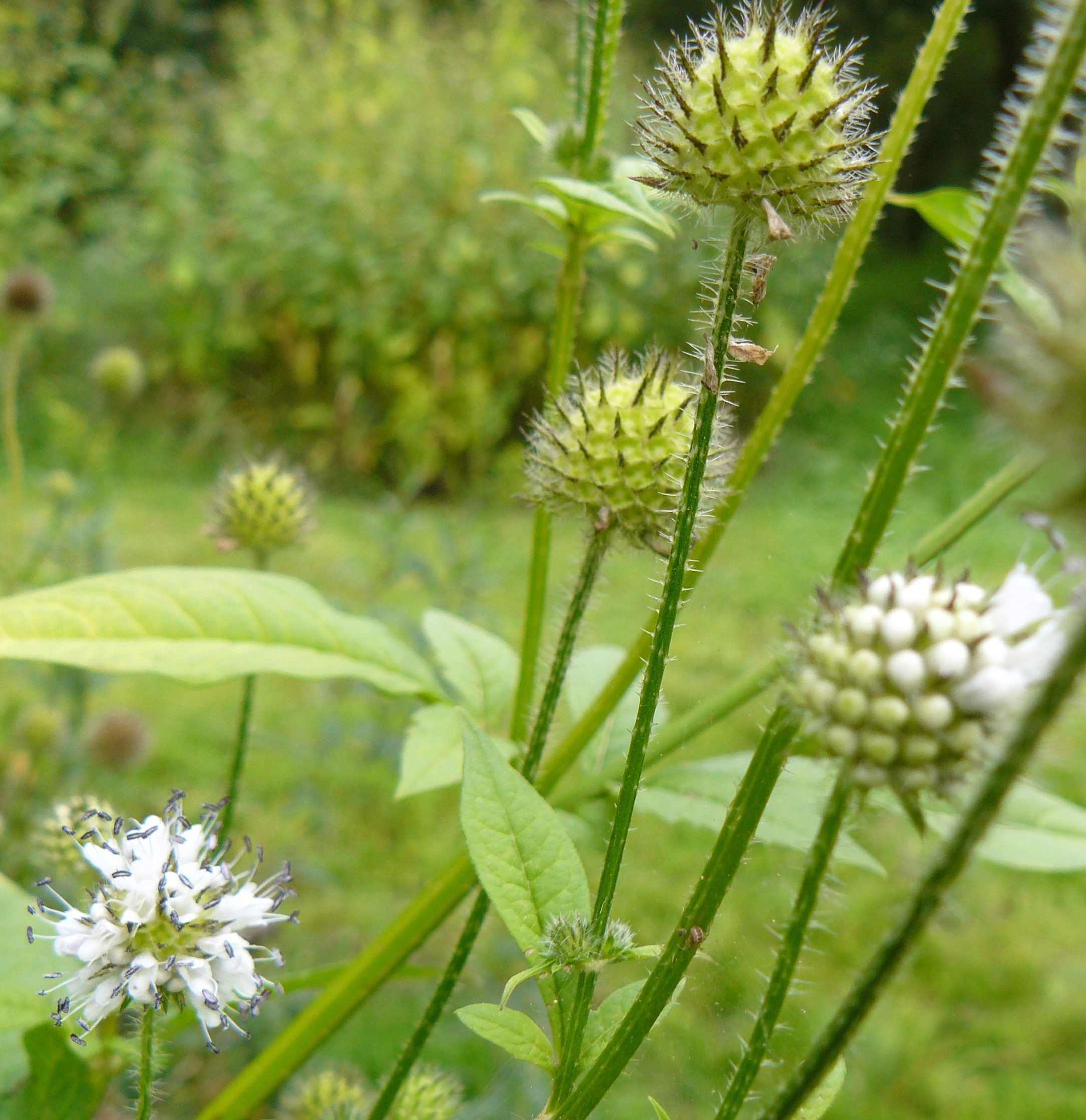 bloem plus stekelbolletjes