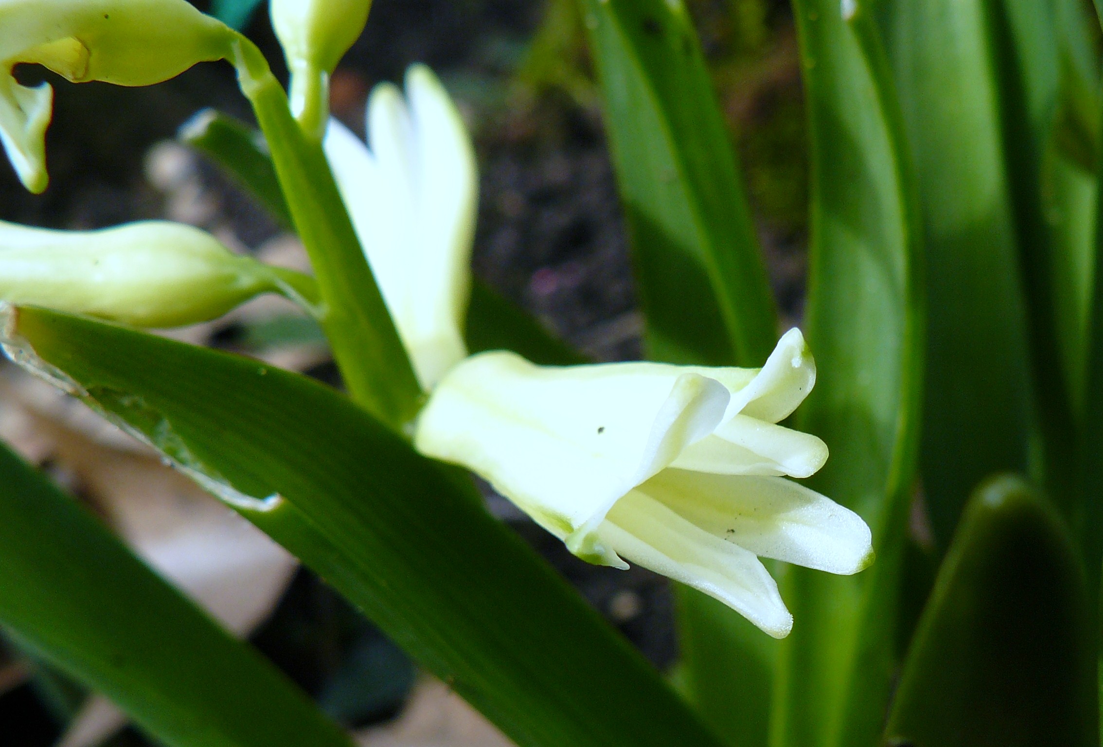 witte hyacinth