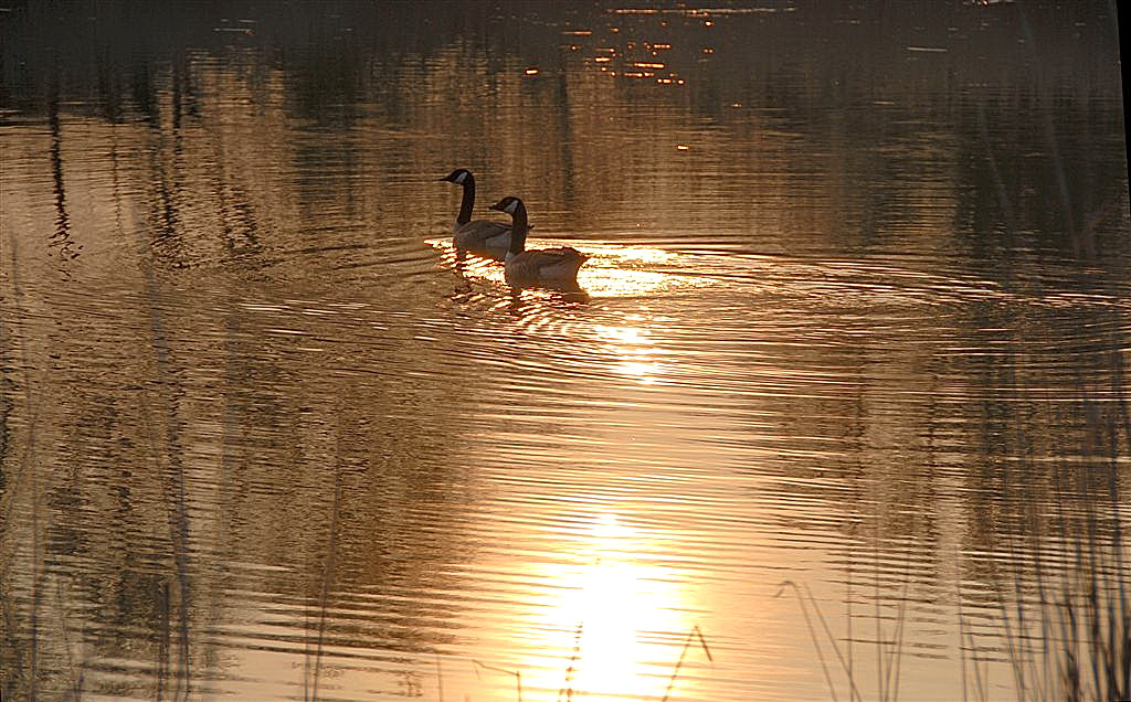 Paartje Canadese Ganzen.