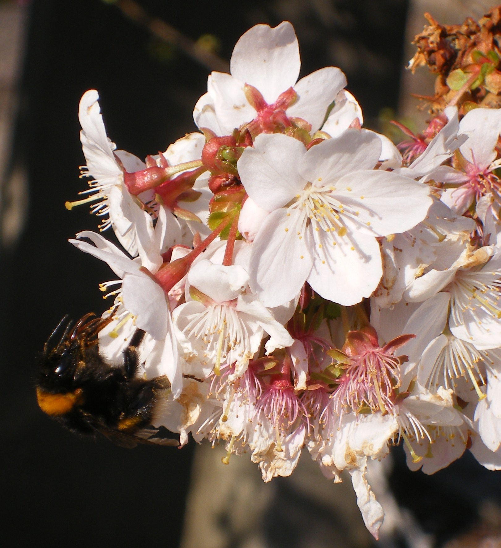 Bij zoemend in vroege bloemen