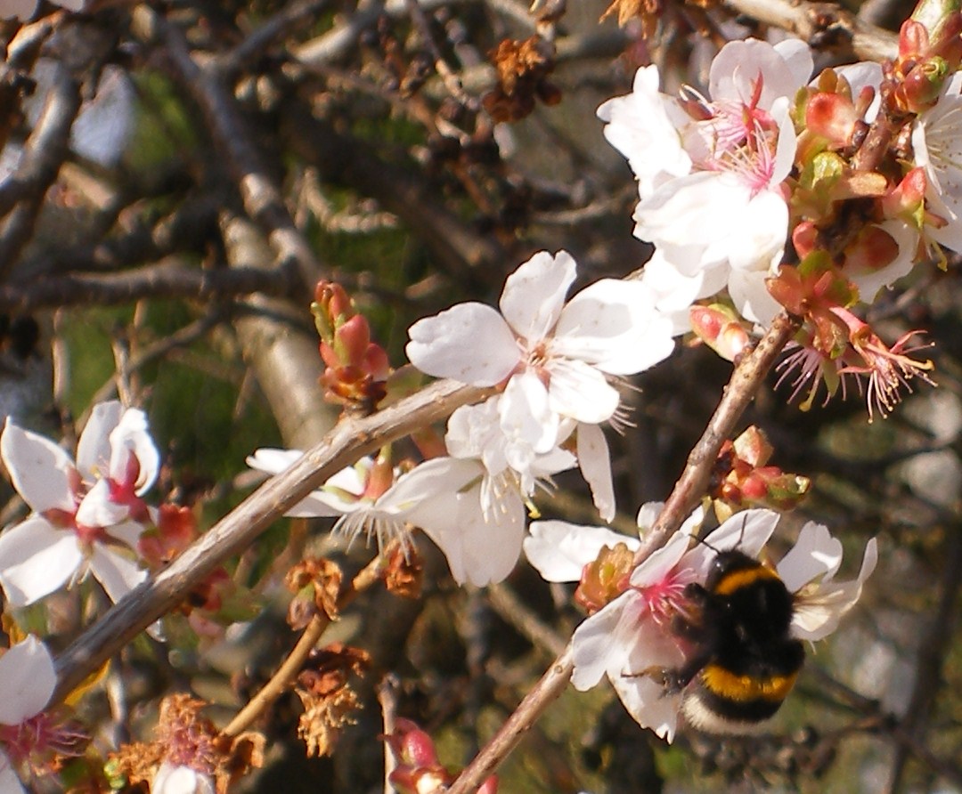 Bij zoemend in vroege bloemen