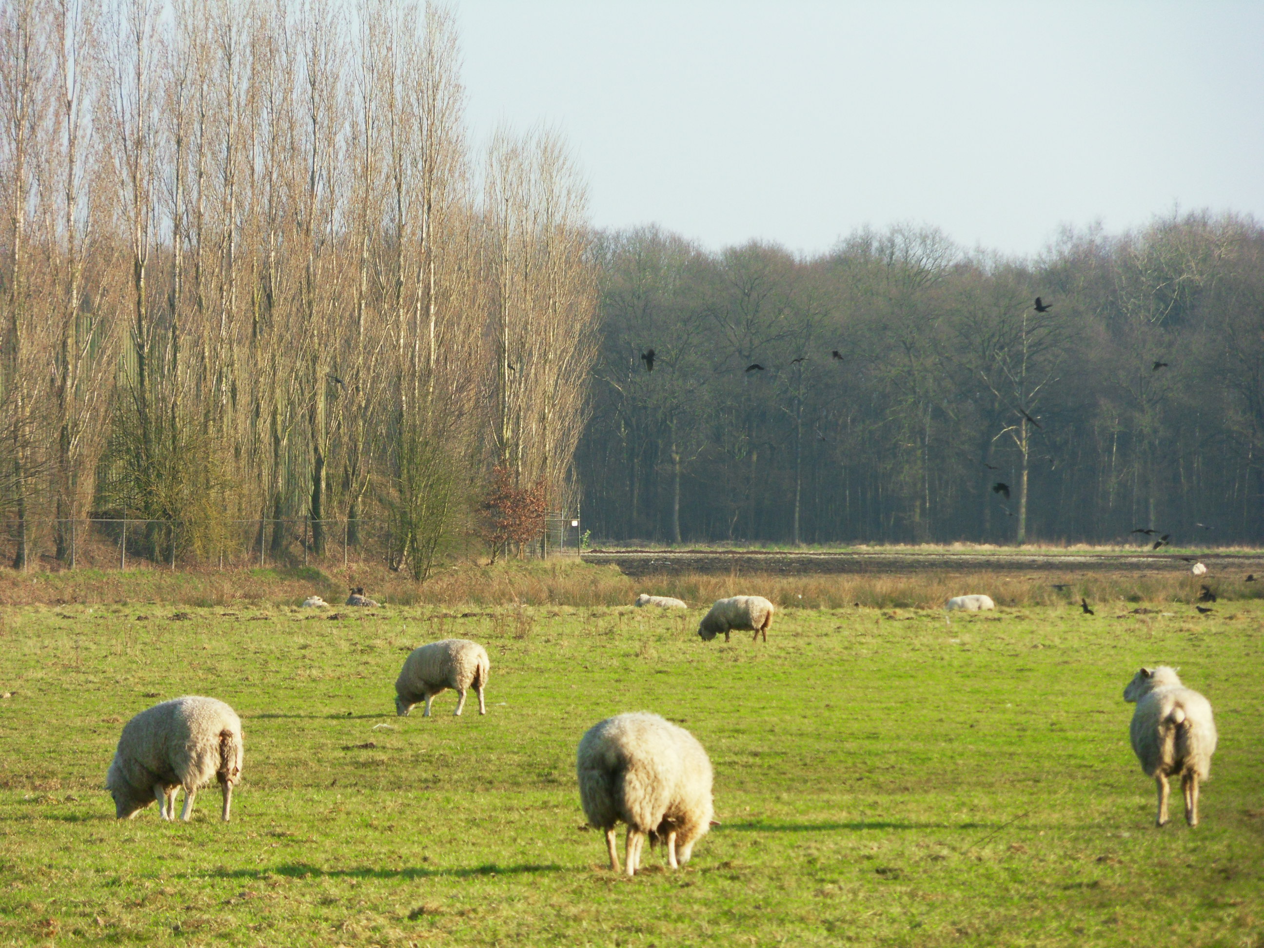 schapenlandschap