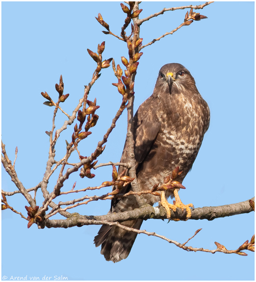 buizerd