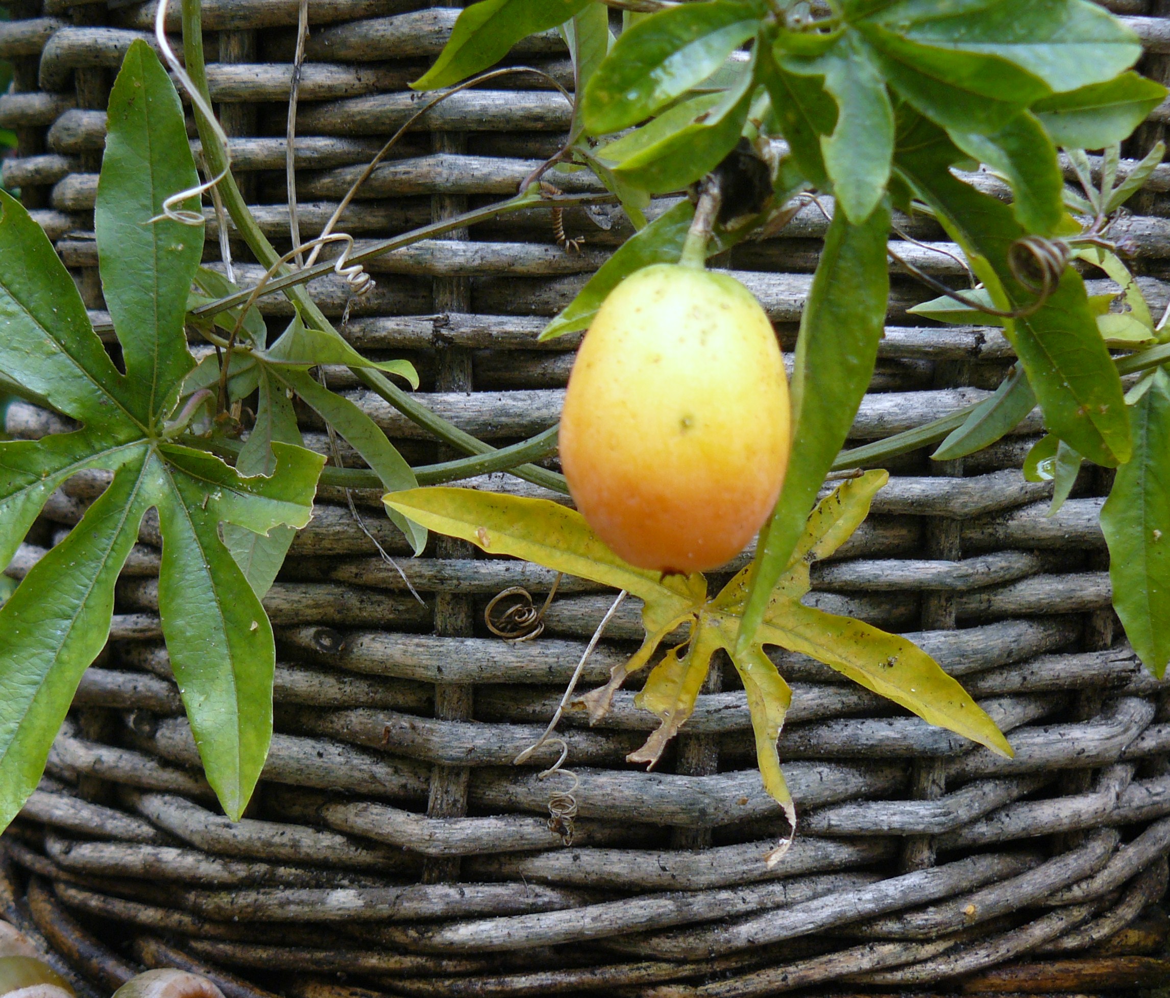 vruchtje van passiebloem