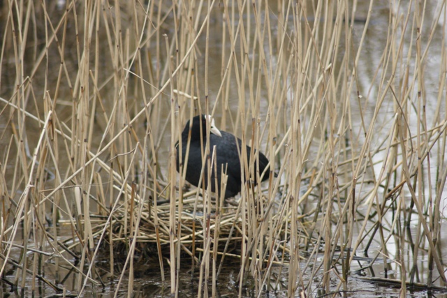 Kijk eens wat een mooi nest ik bezit