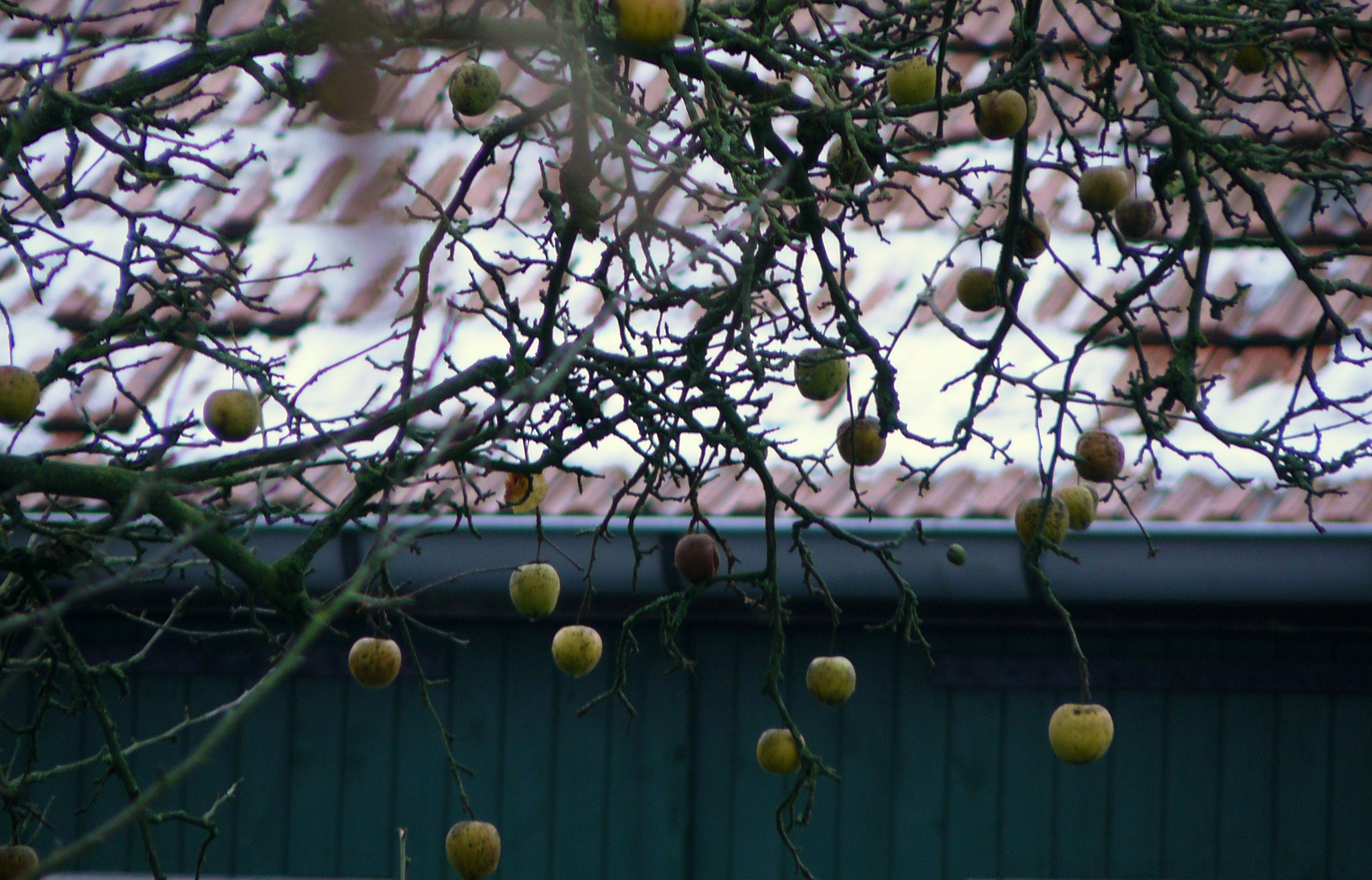 laatste appels aan de boom