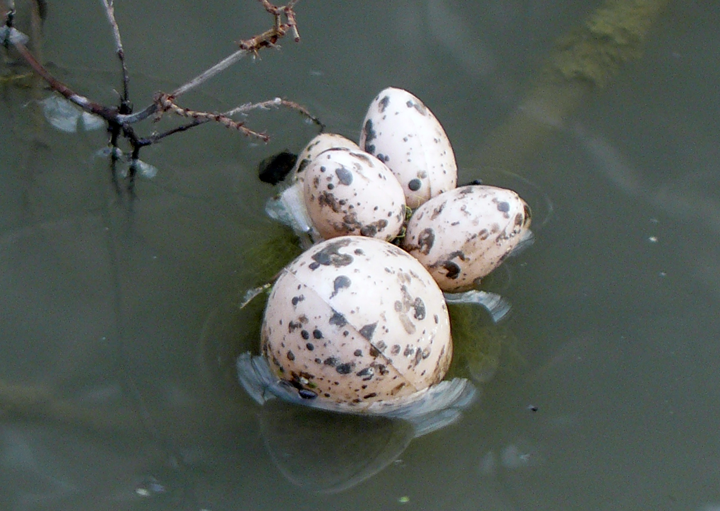 GESPIKKELDE EIEREN IN HET WATER