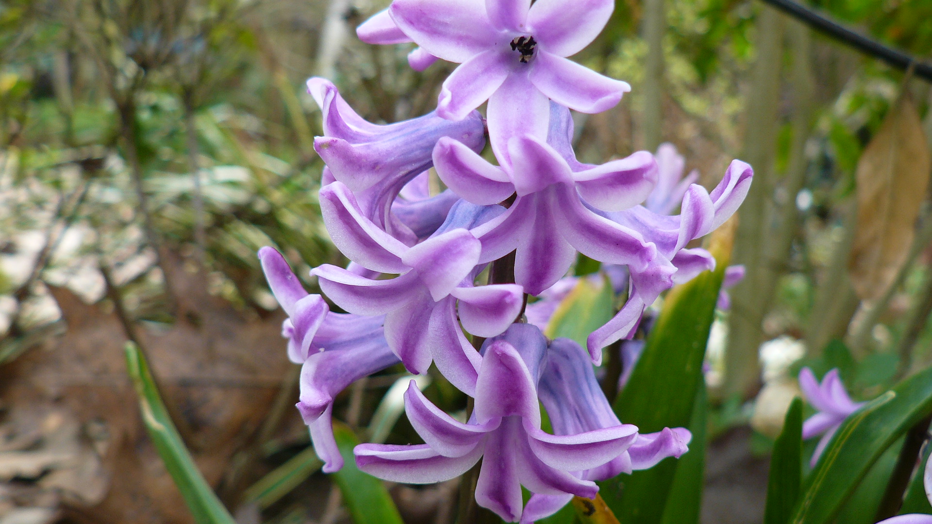 paarse hyacinth