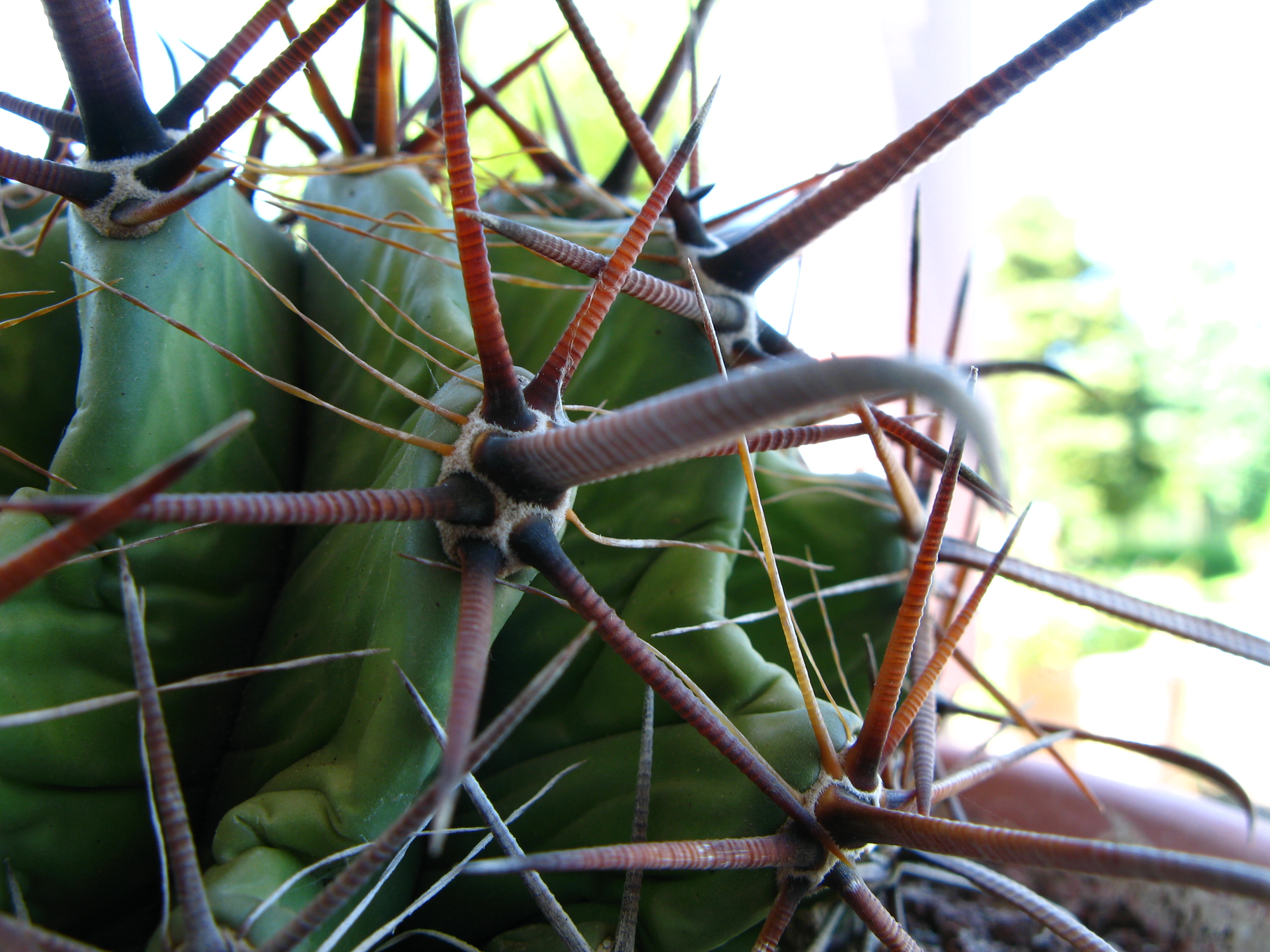 Macro
