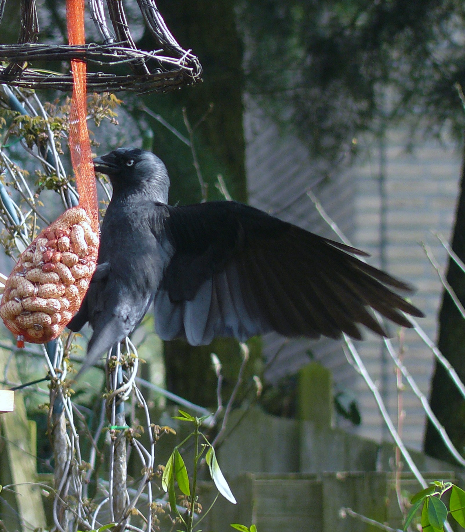 kraai niet in balance
