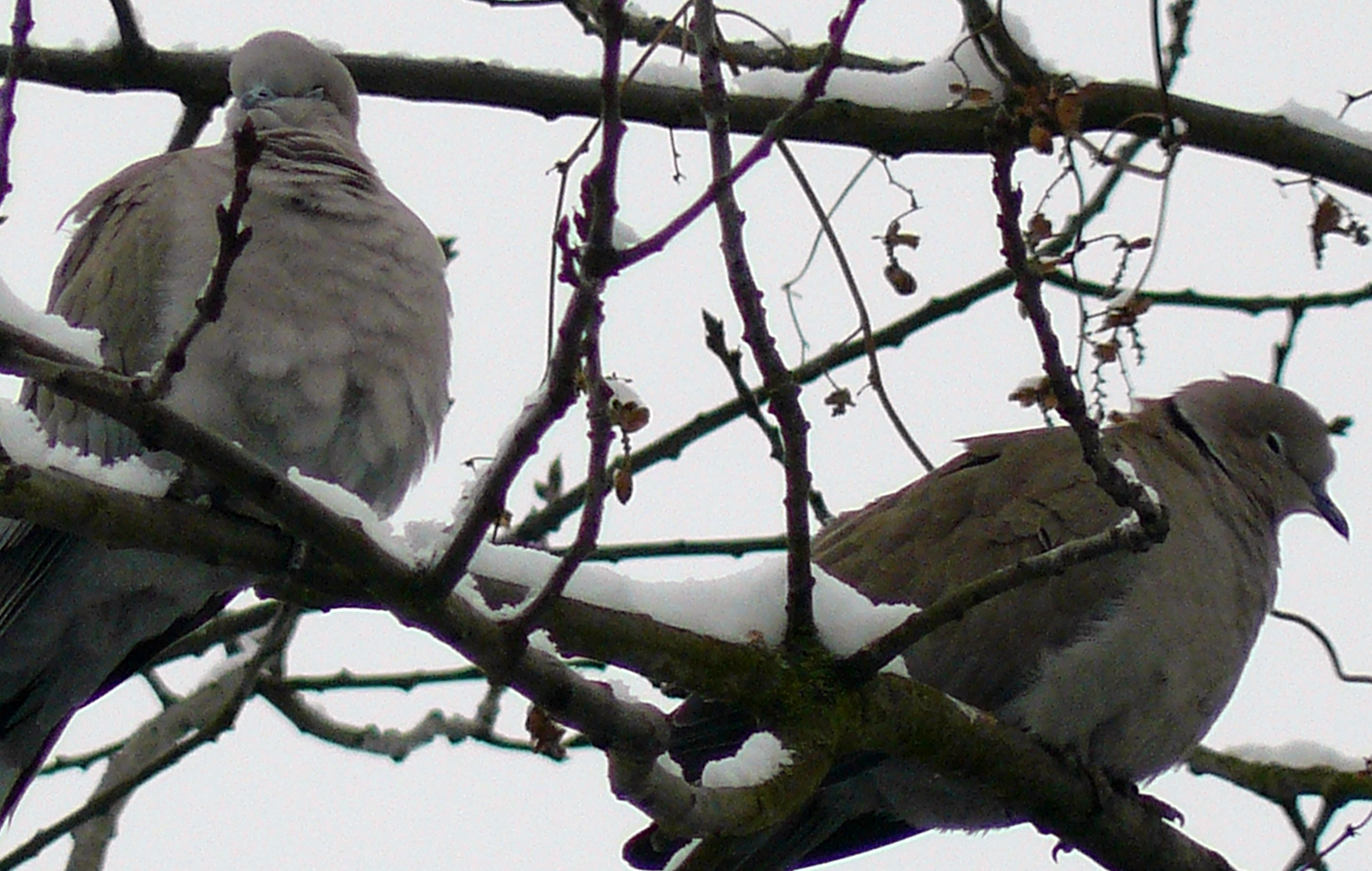 slapende turkse tortels in eikenboom