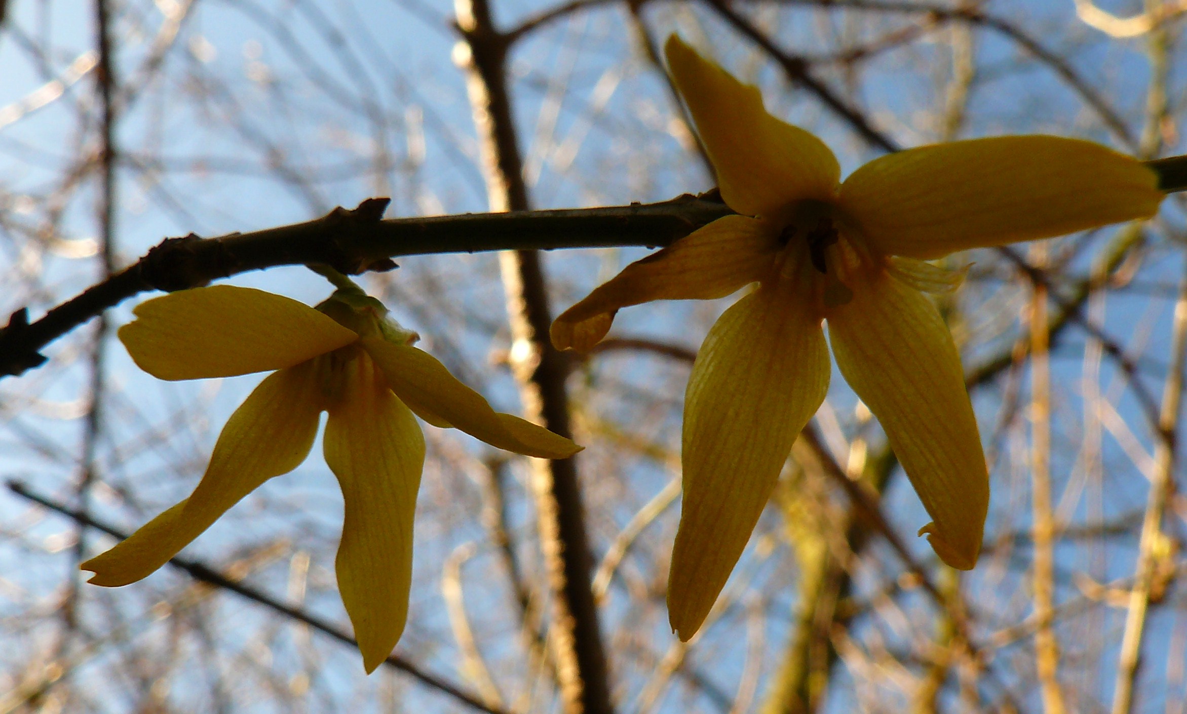 forsythia