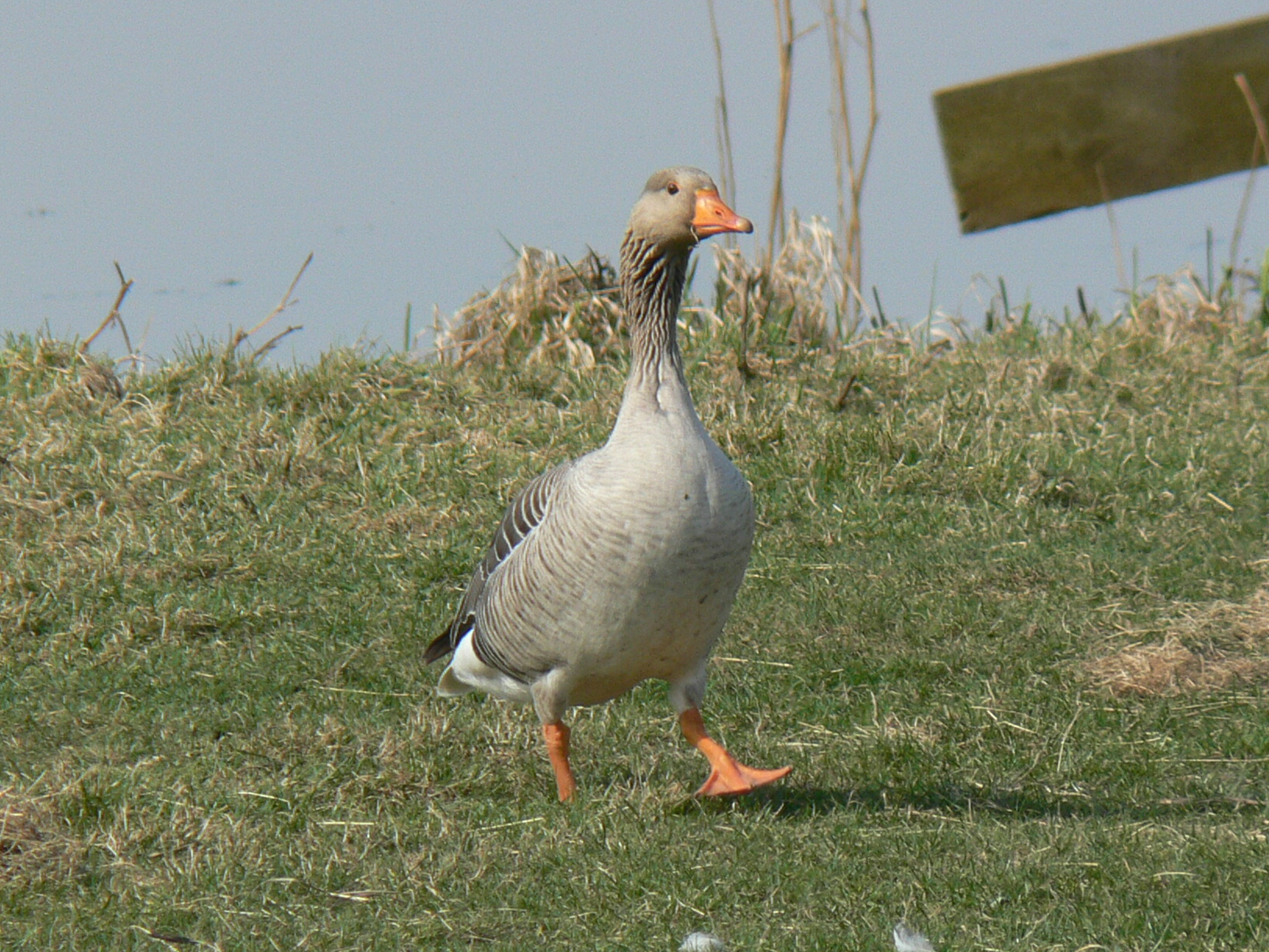 Grauwe gans op stap!