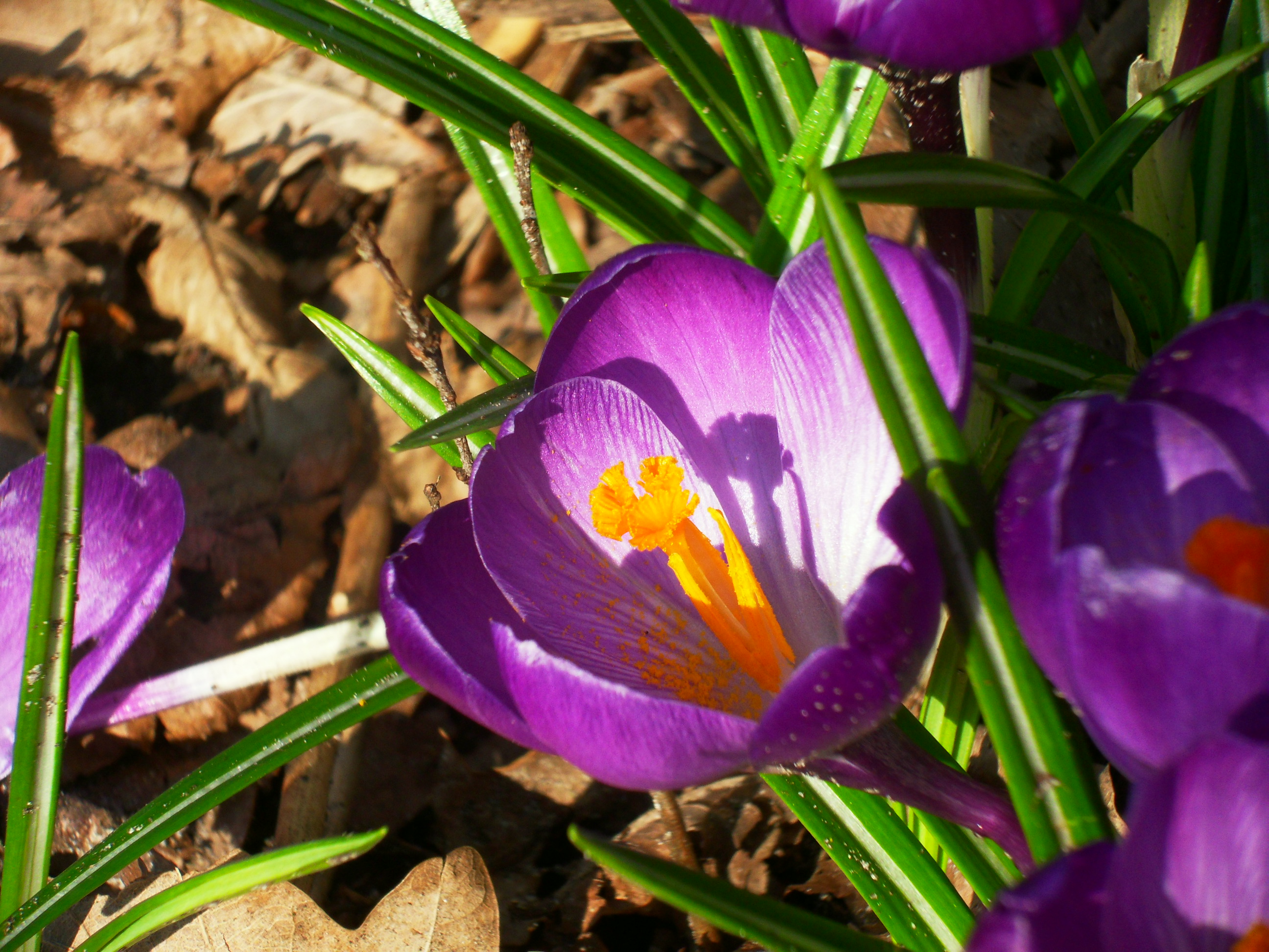 crocus