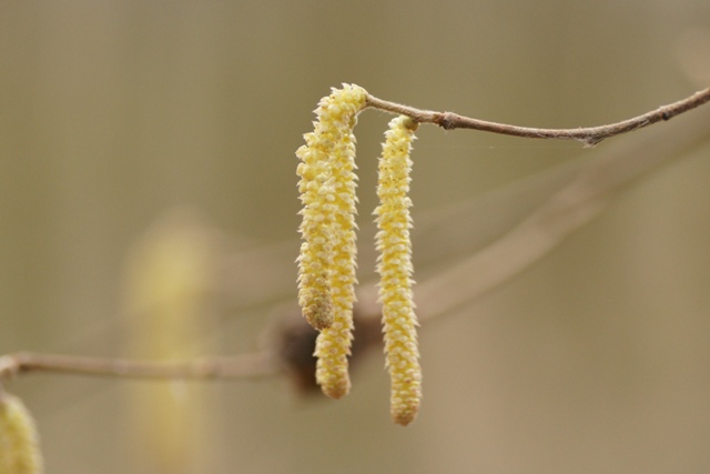 Verassing aan einde tak 