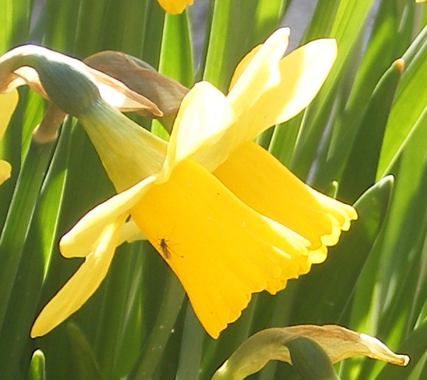 Narcis met insekt