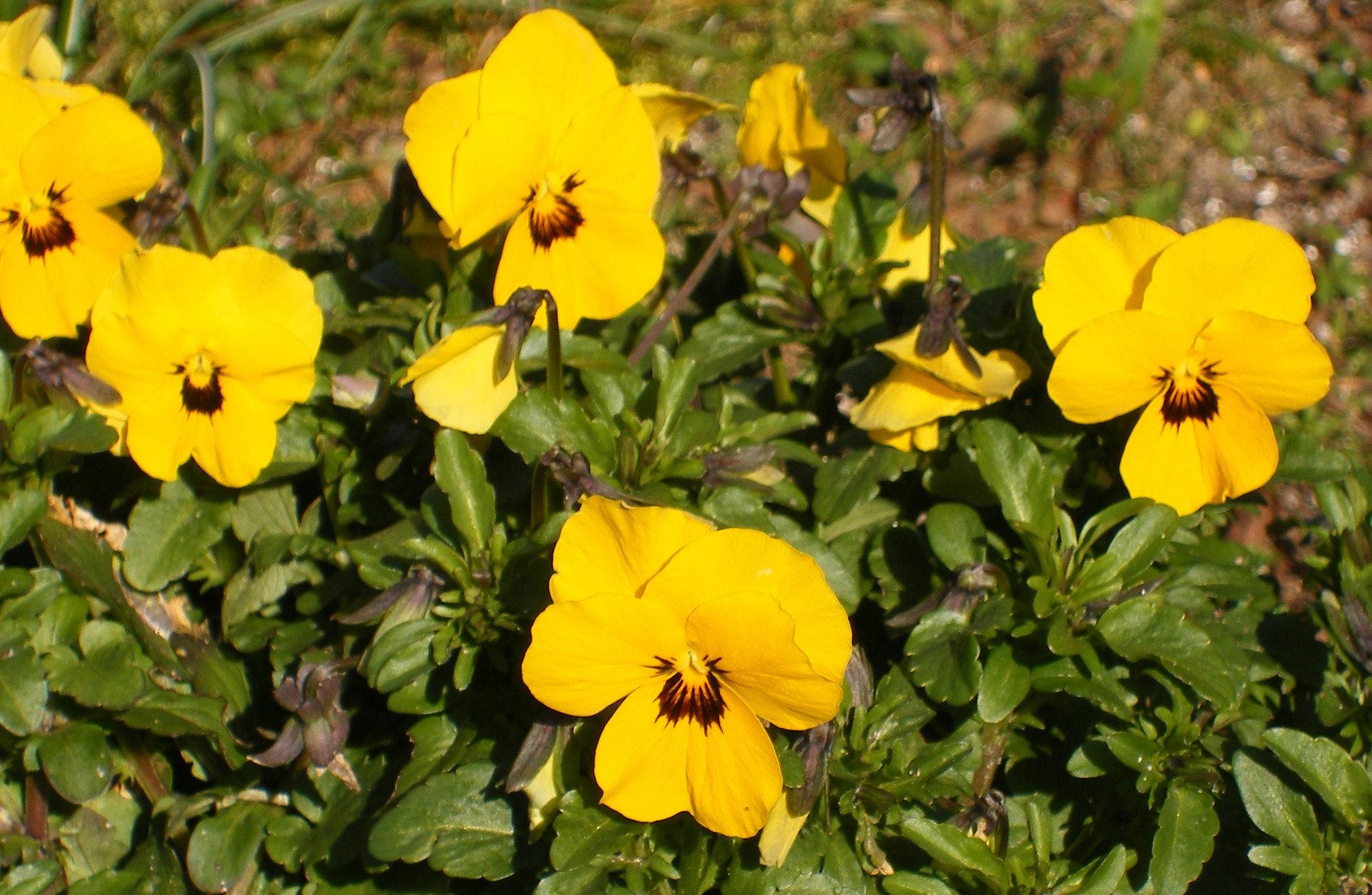 Viooltjes