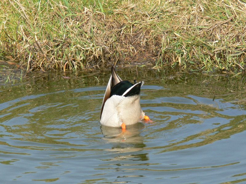 Wilde eend (m) van andere kant bekeken.