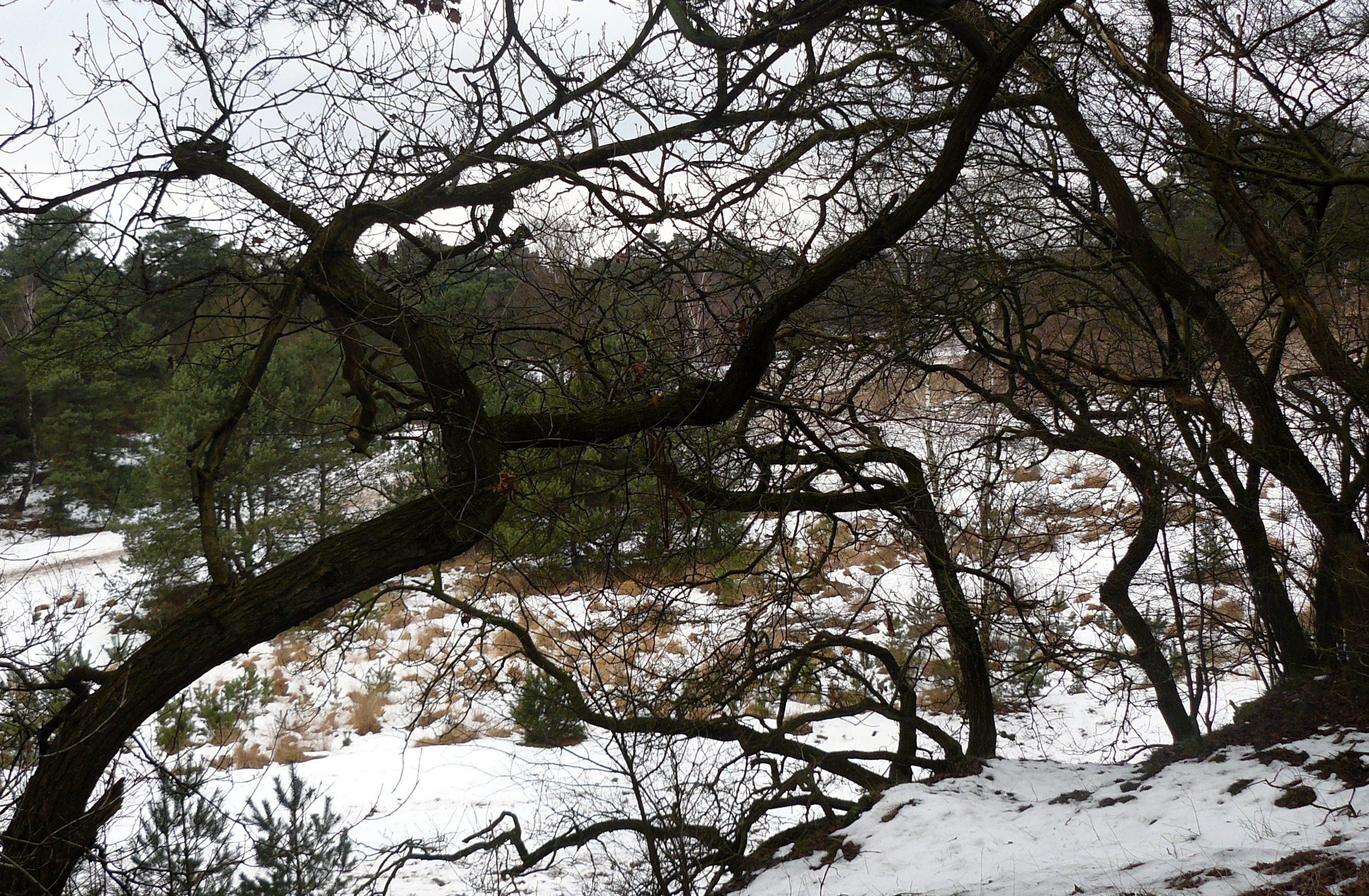 doorkijk tussen takken