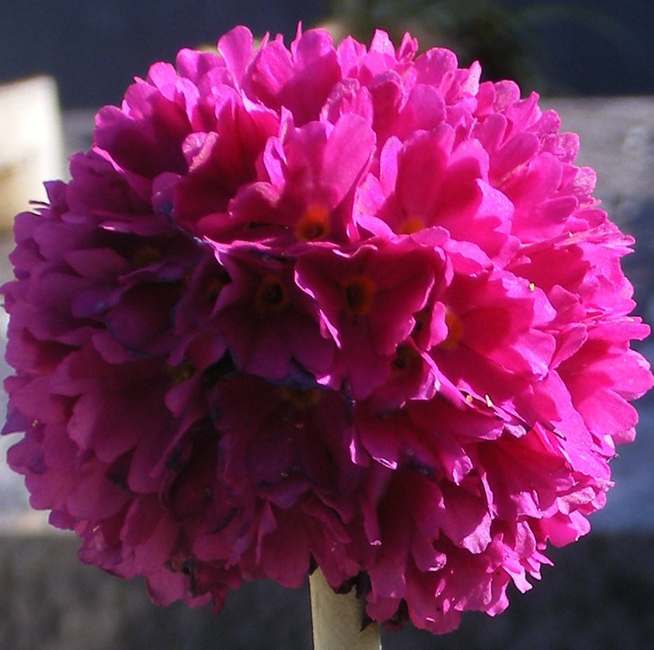 mooie bloem