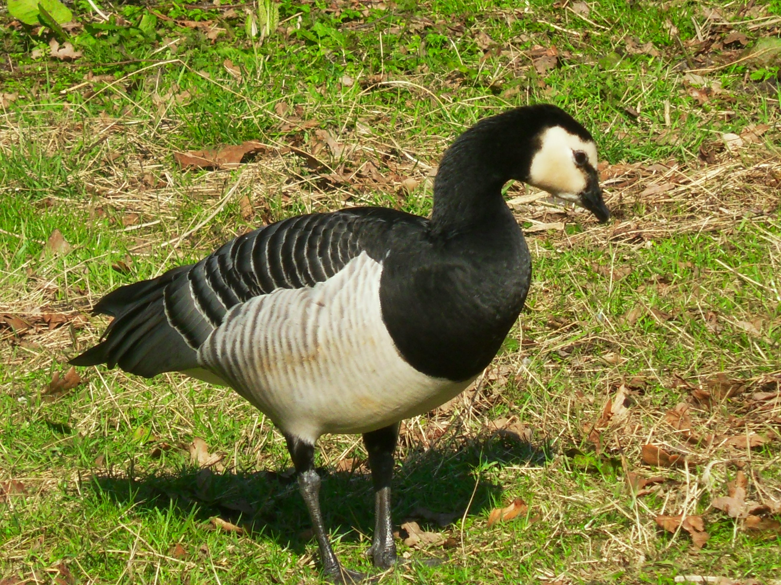 wat voor beest is dit?