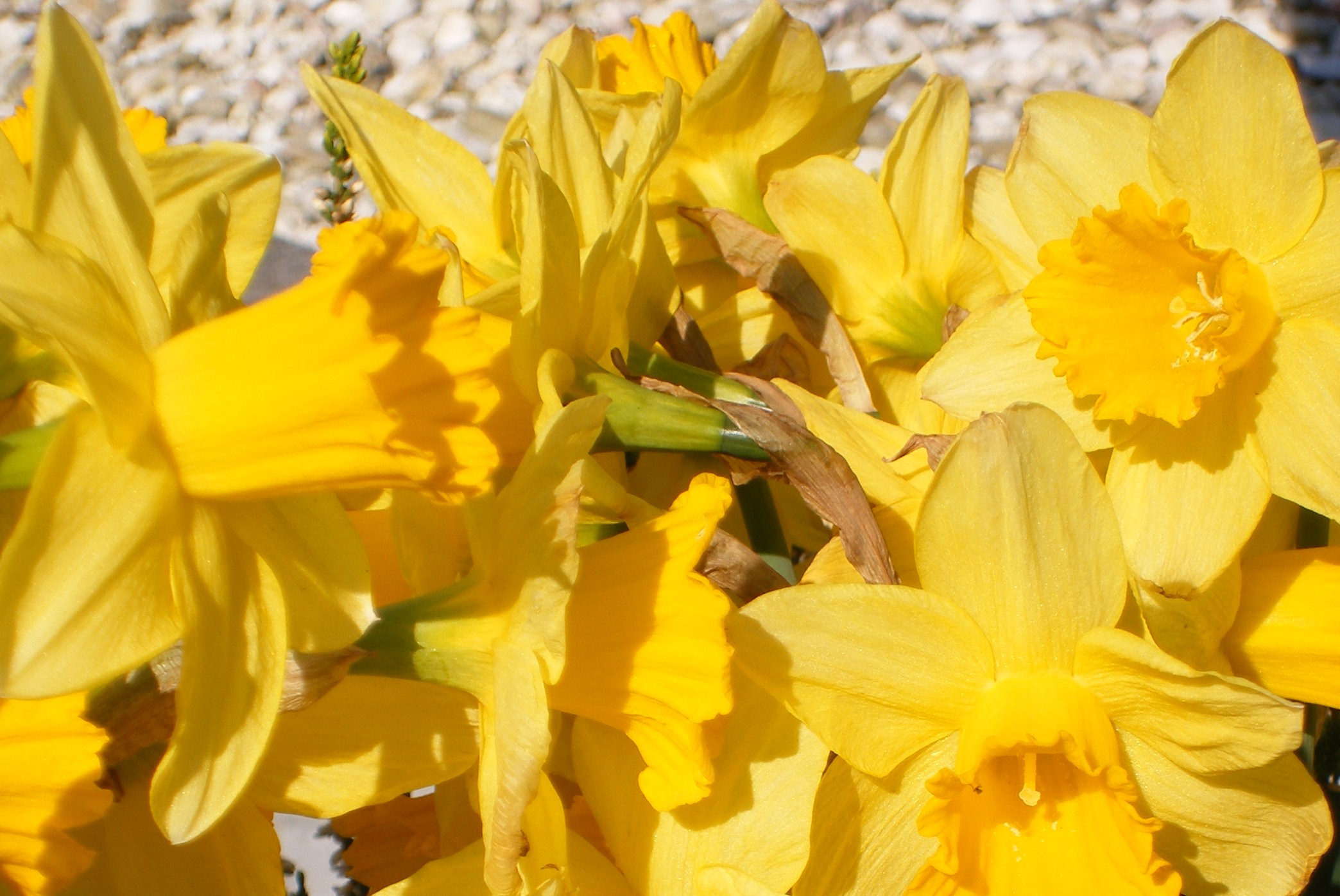 Narcissen