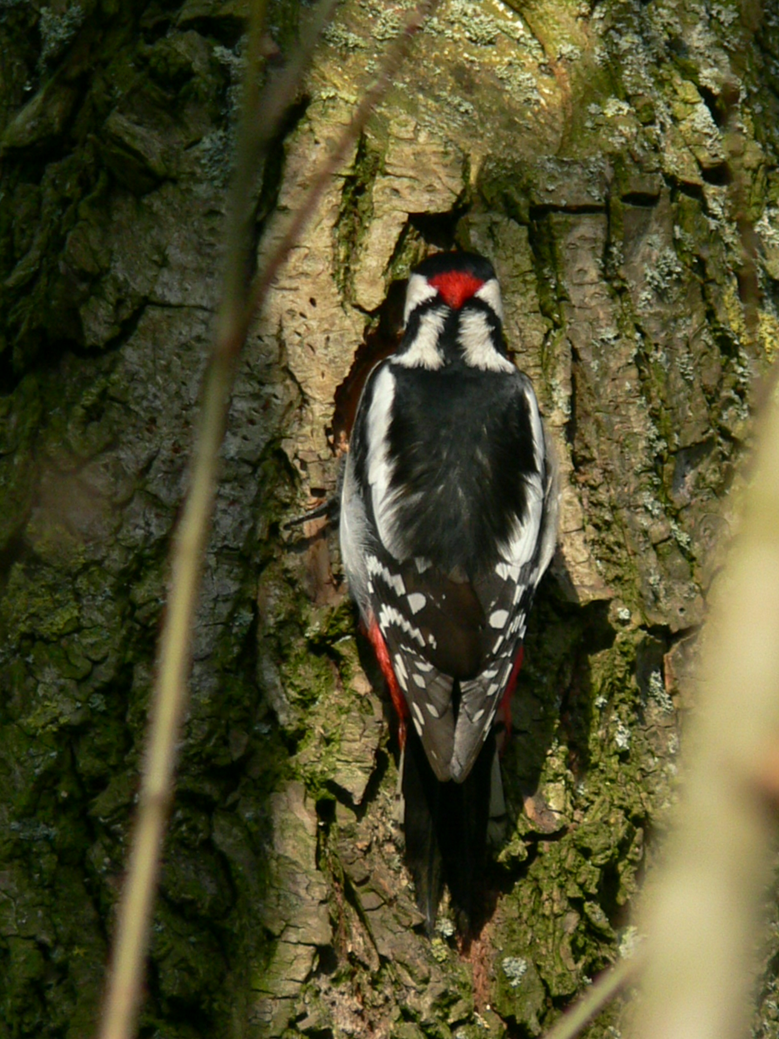 Grote Bonte Specht (m)