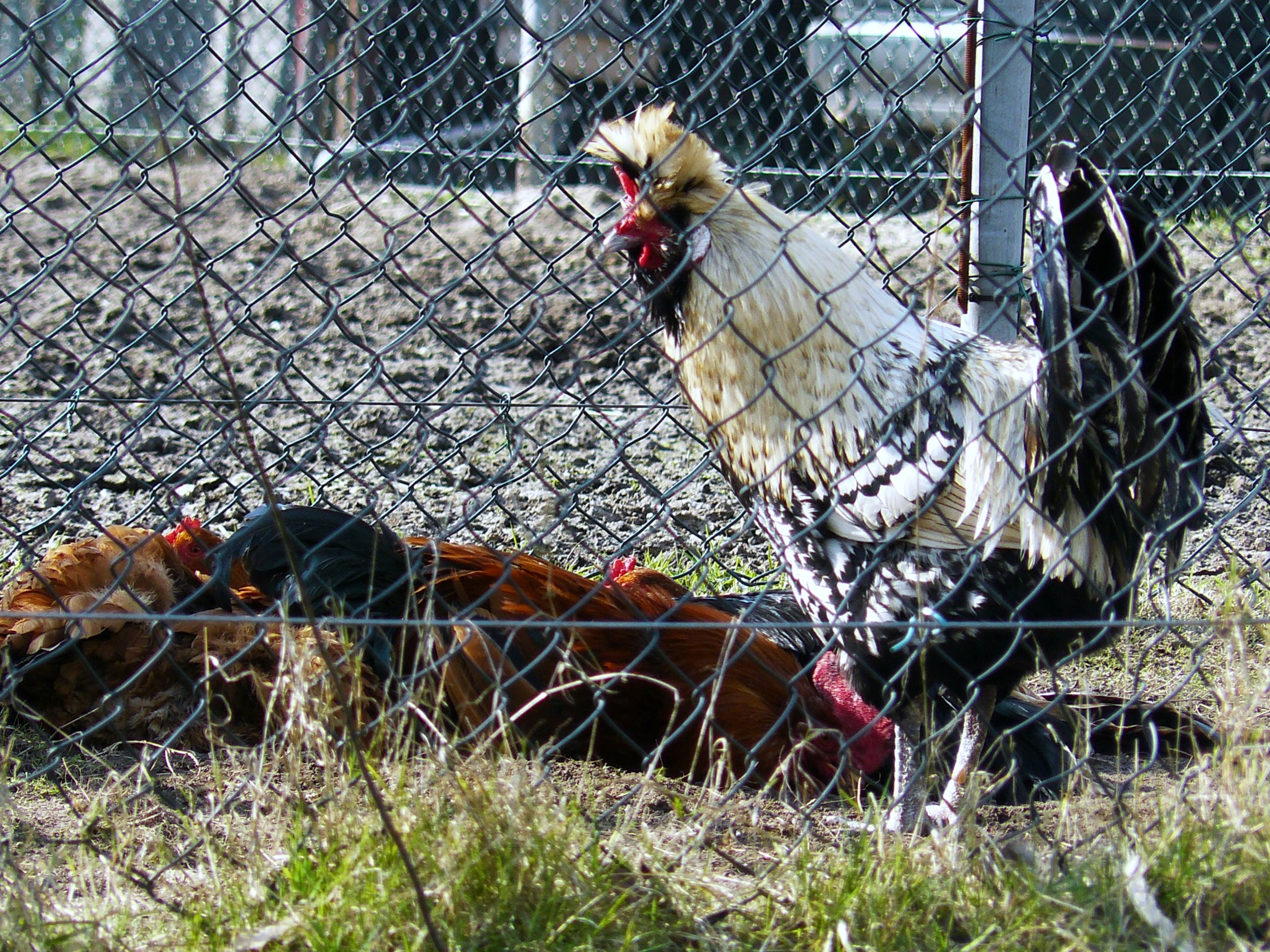 kippen/haan nemen zandbad