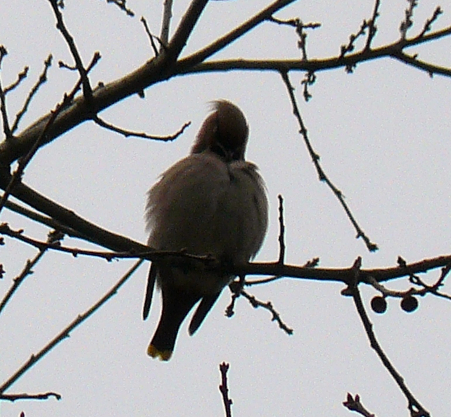 pestvogel /zich aan het schoonmaken
